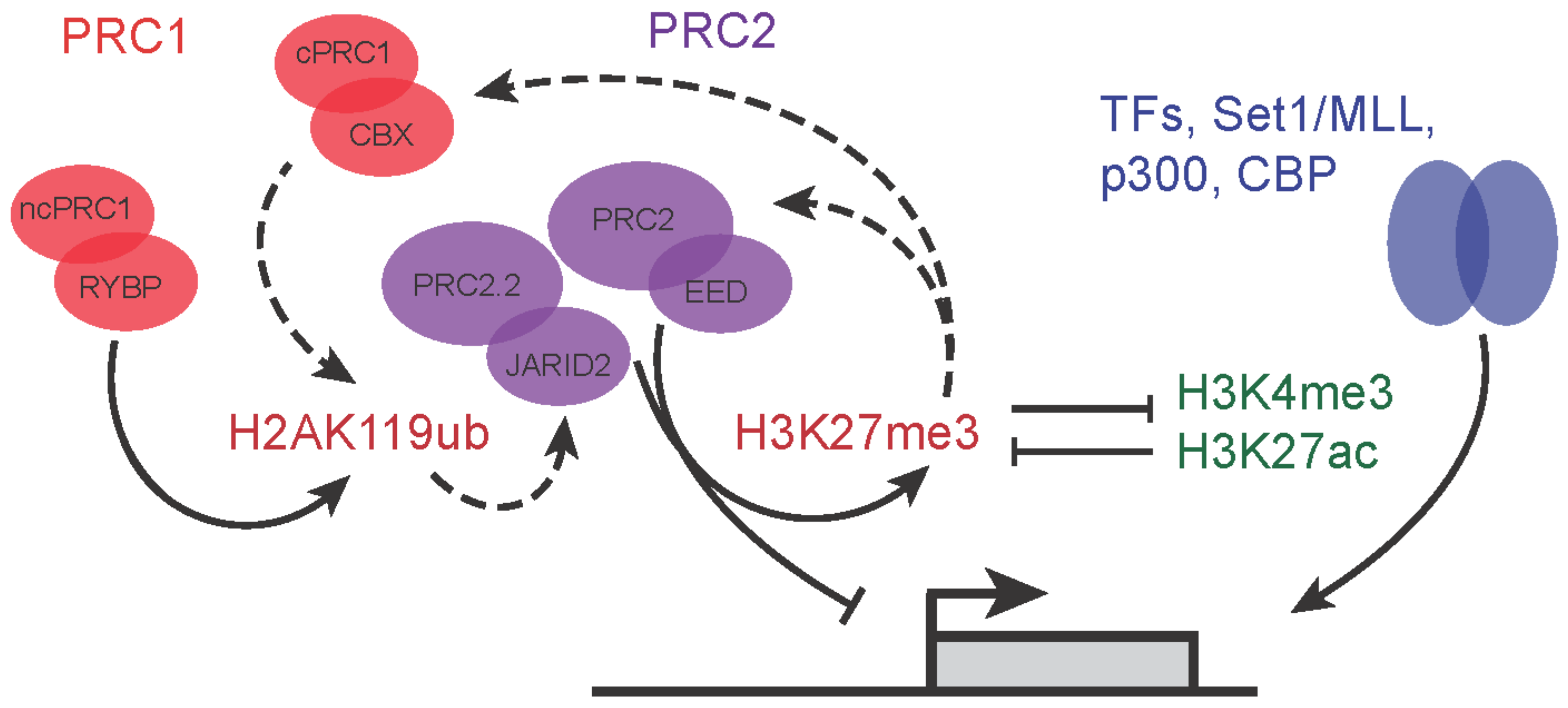 Epigenomes 06 00023 g002