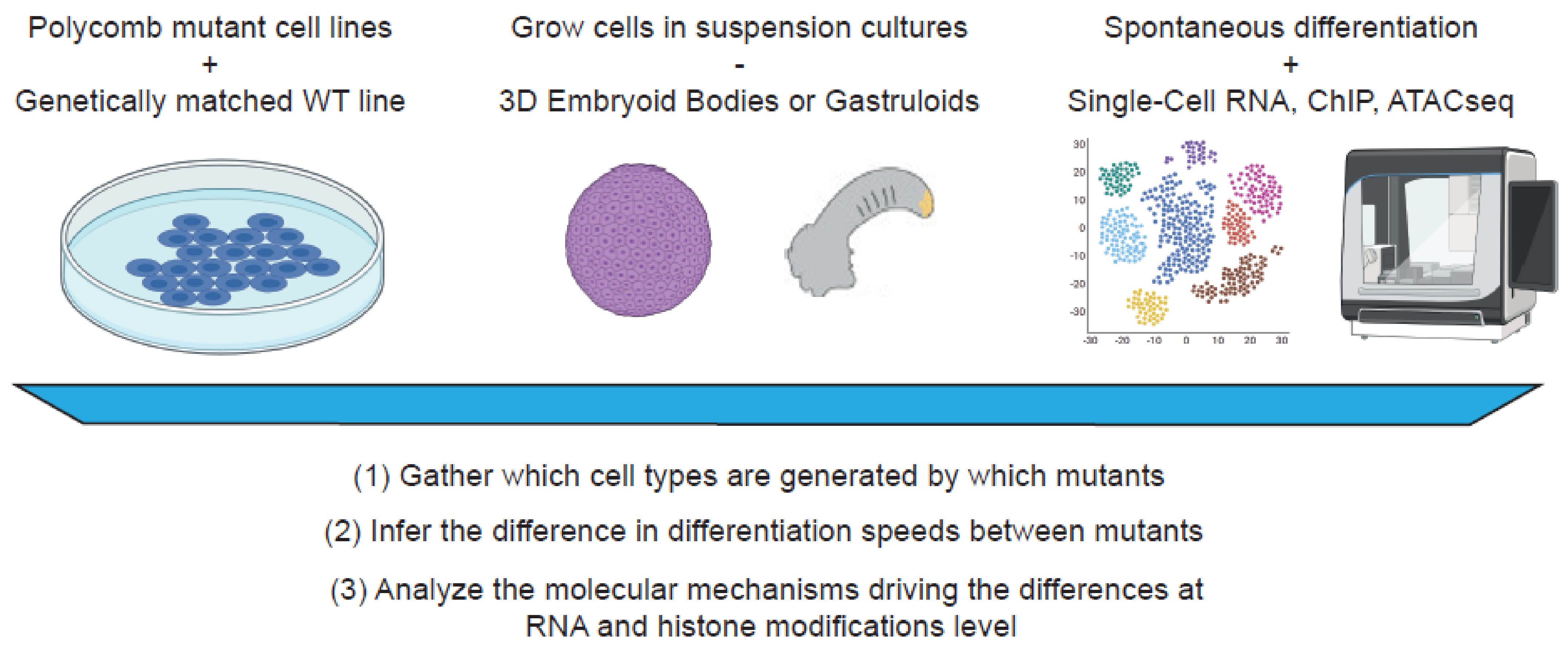 Epigenomes 06 00023 g005