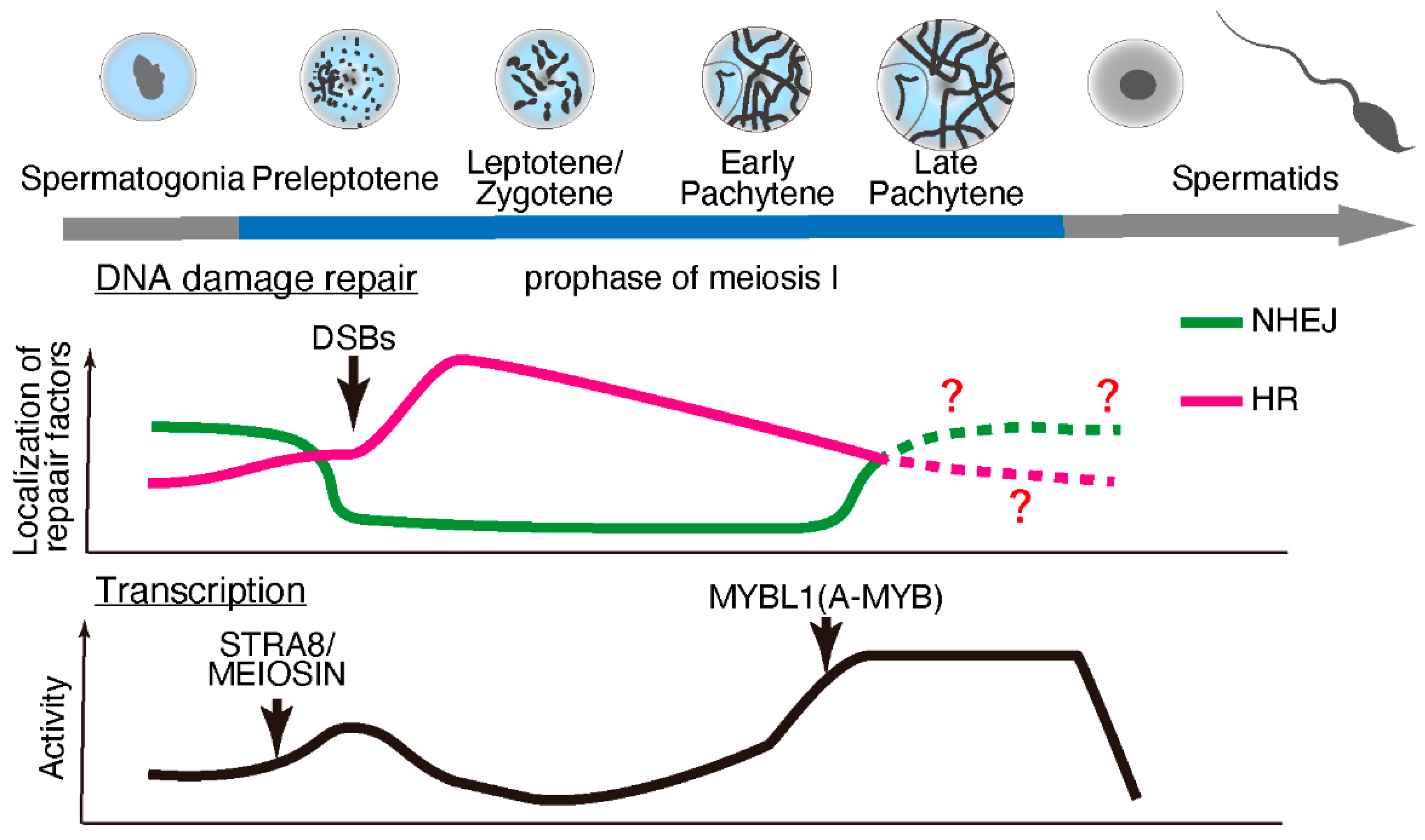 Epigenomes 06 00026 g001