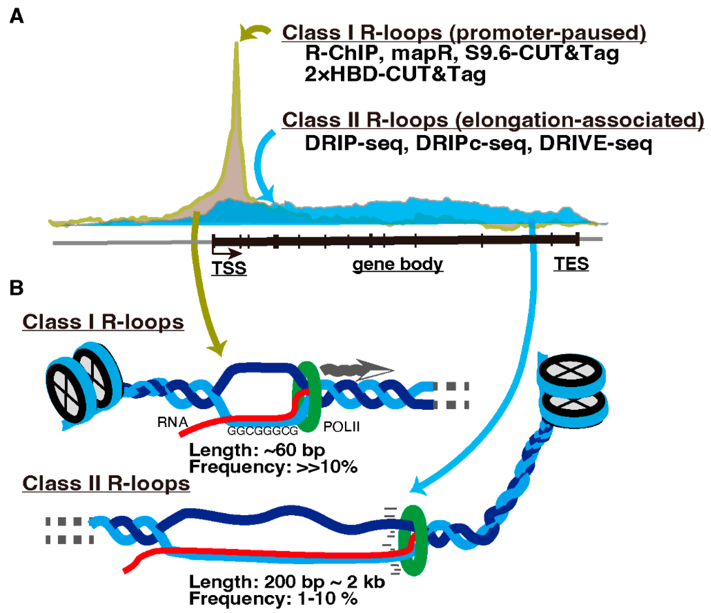 Epigenomes 06 00026 g002