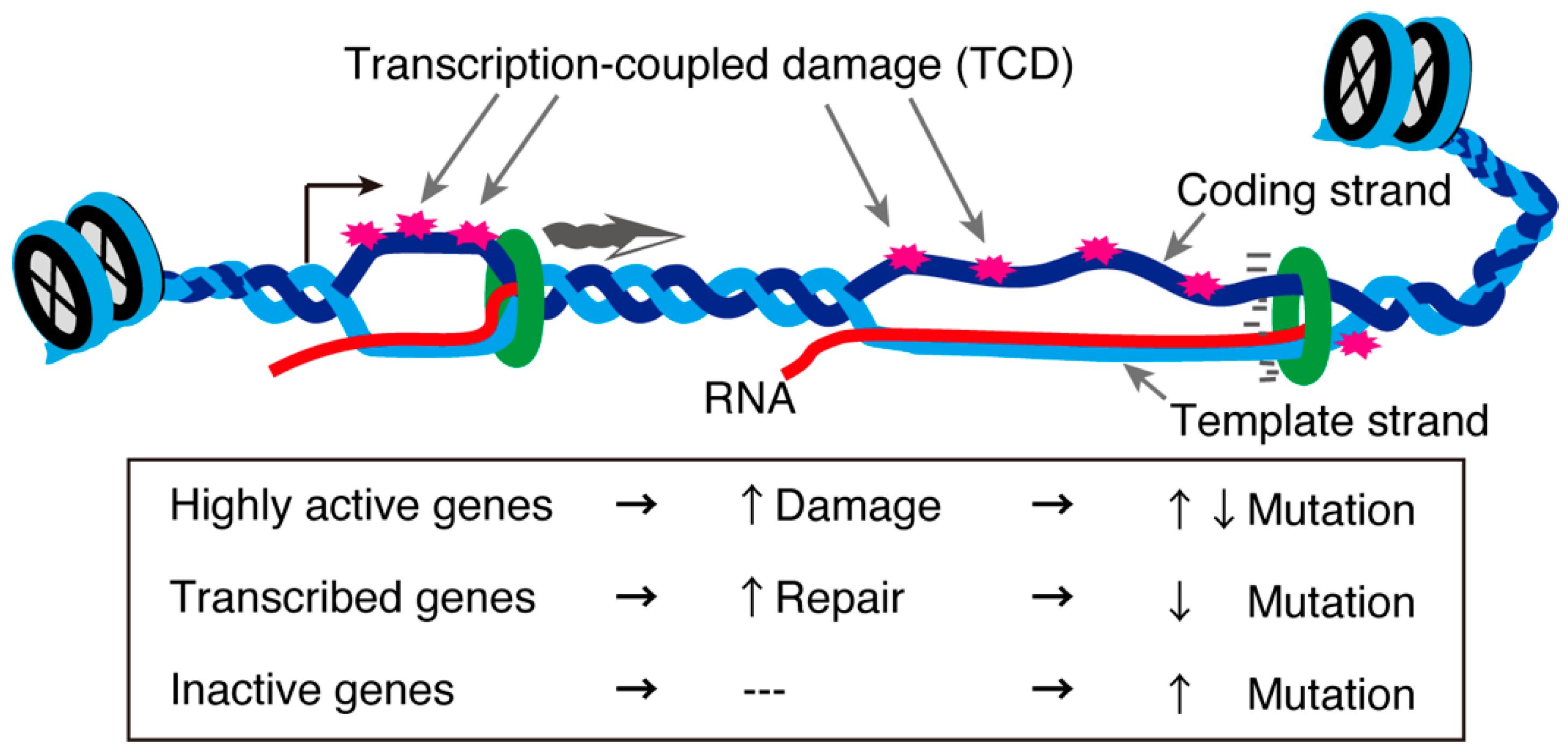 Epigenomes 06 00026 g004