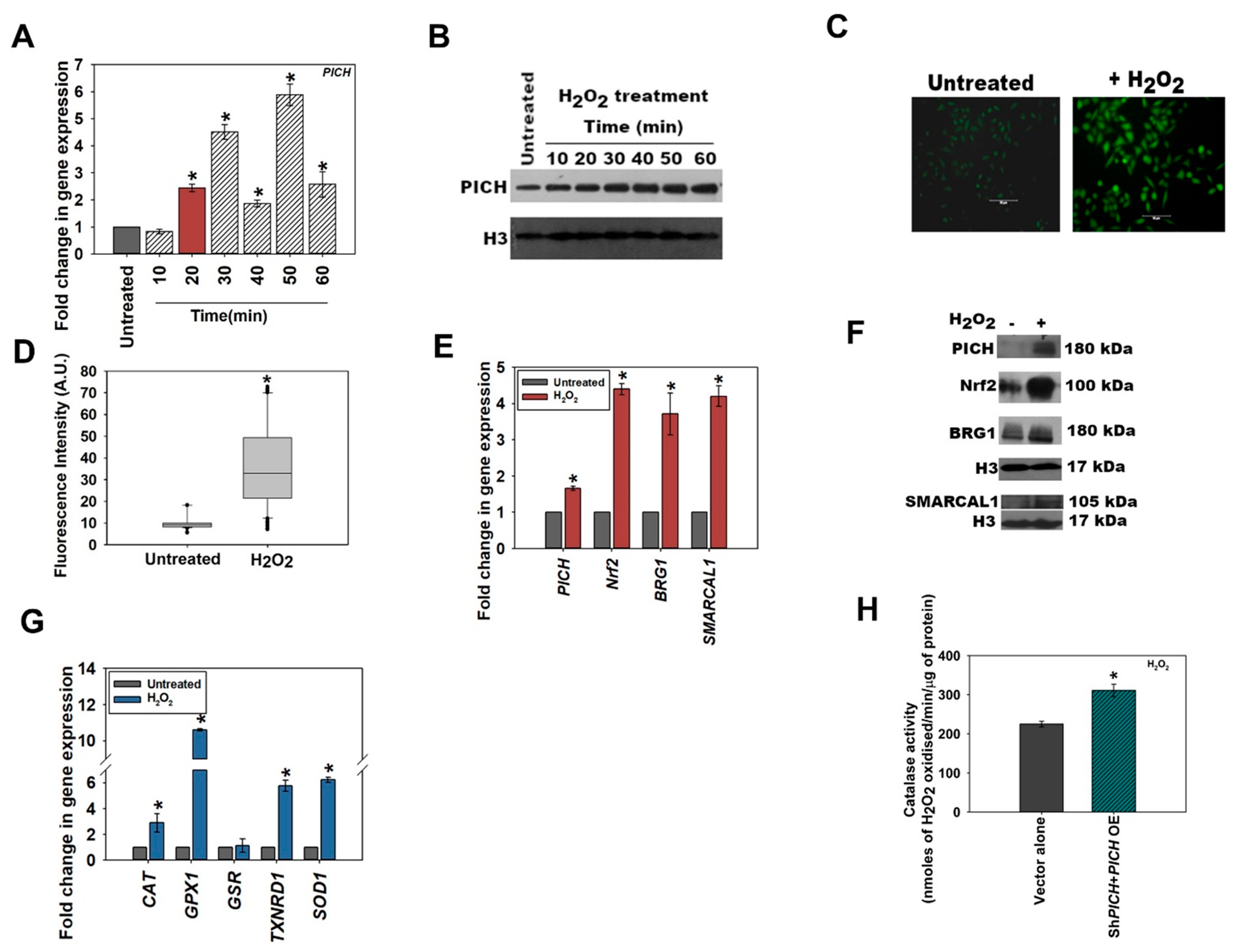 Epigenomes 06 00036 g001