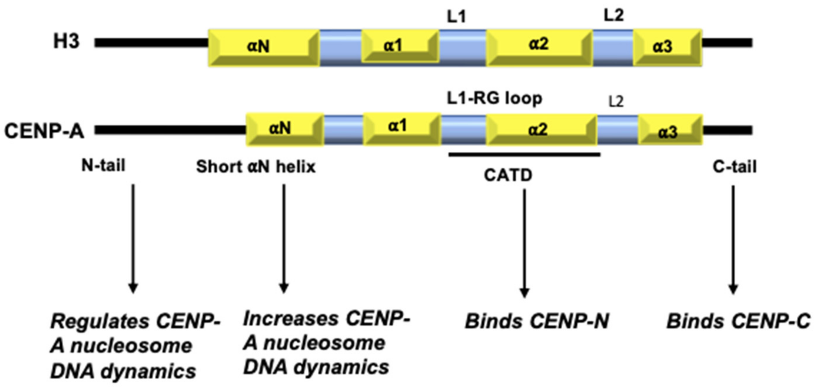 Epigenomes 06 00039 g001