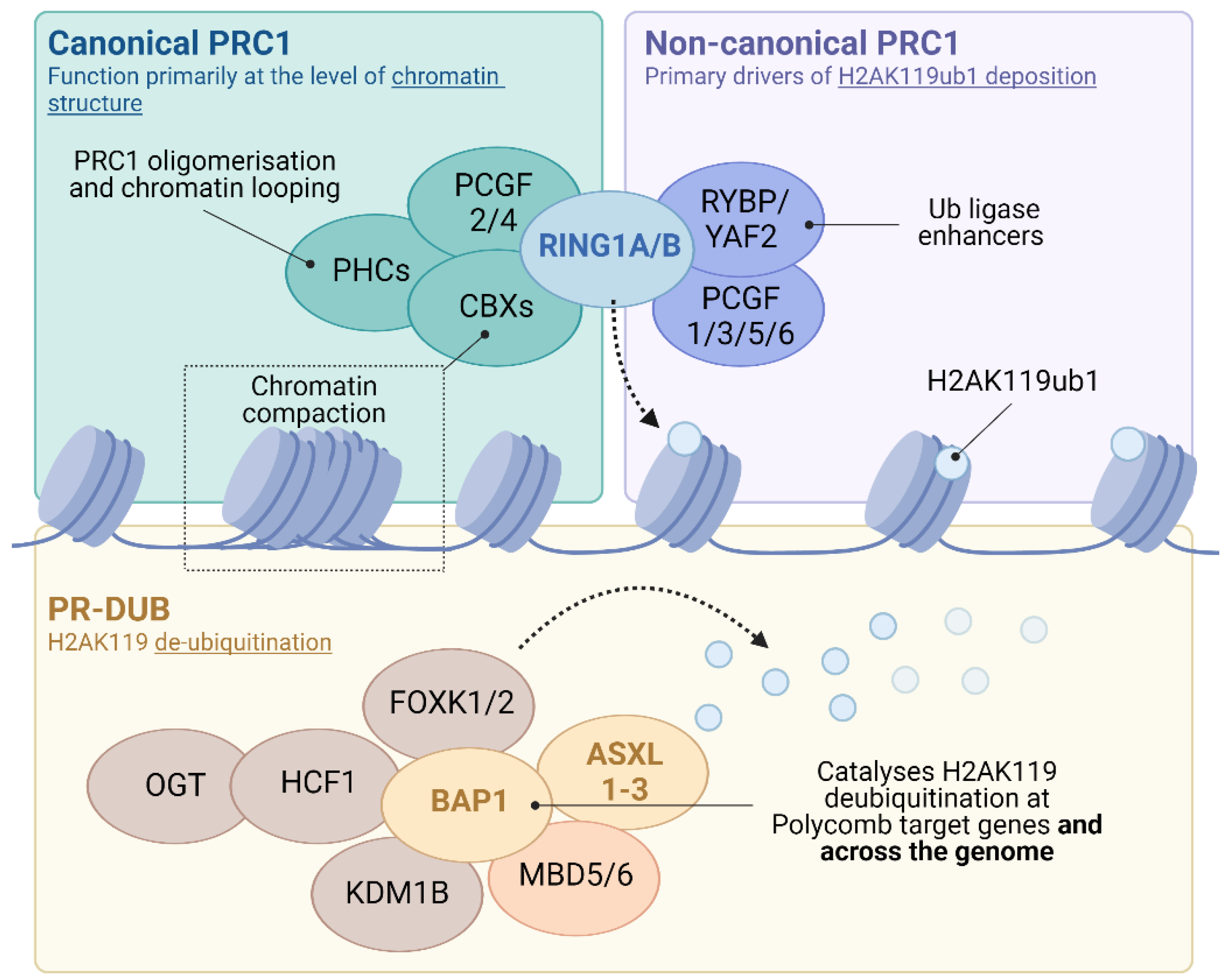Epigenomes 06 00042 g001