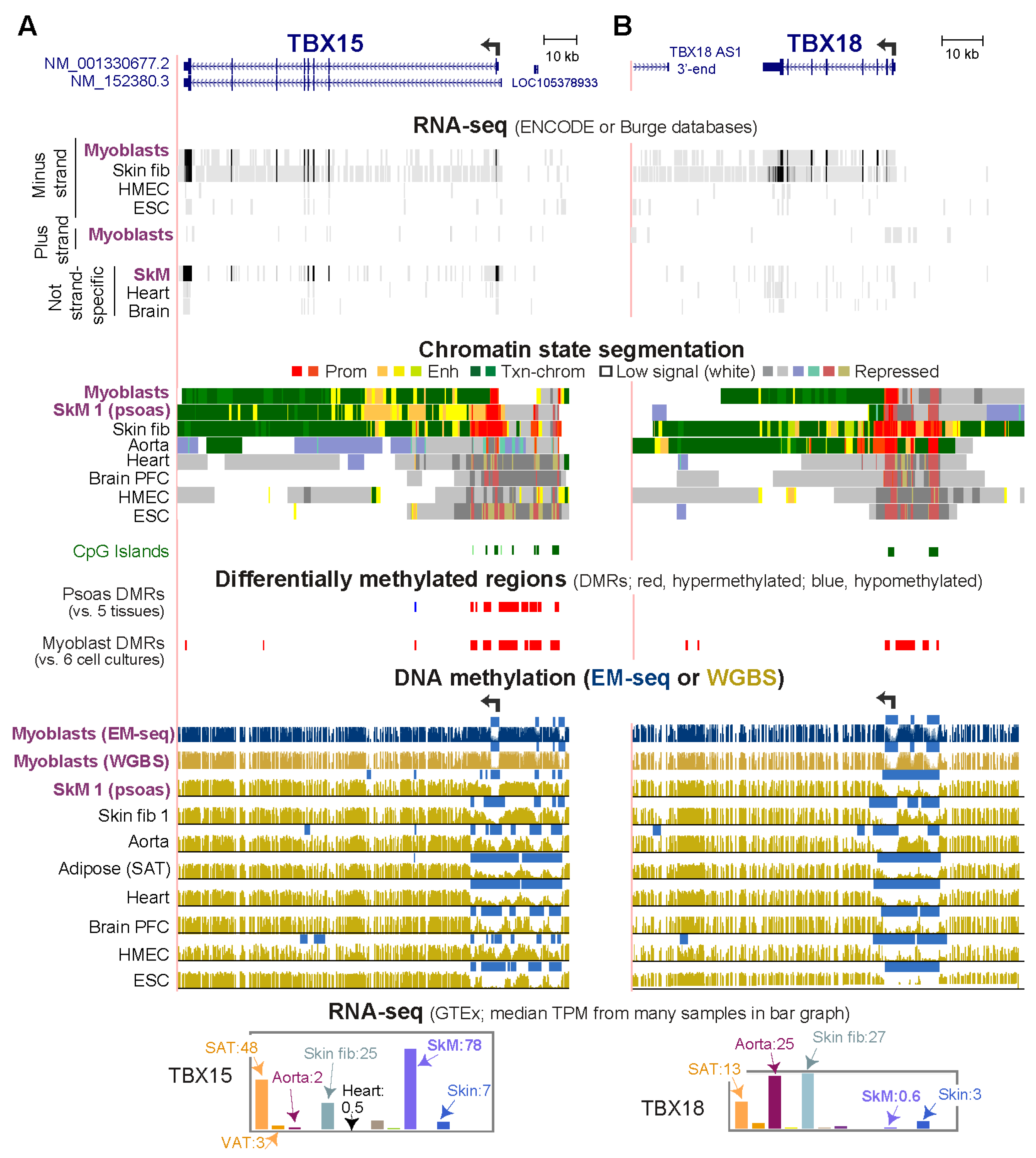 Epigenomes 06 00043 g001