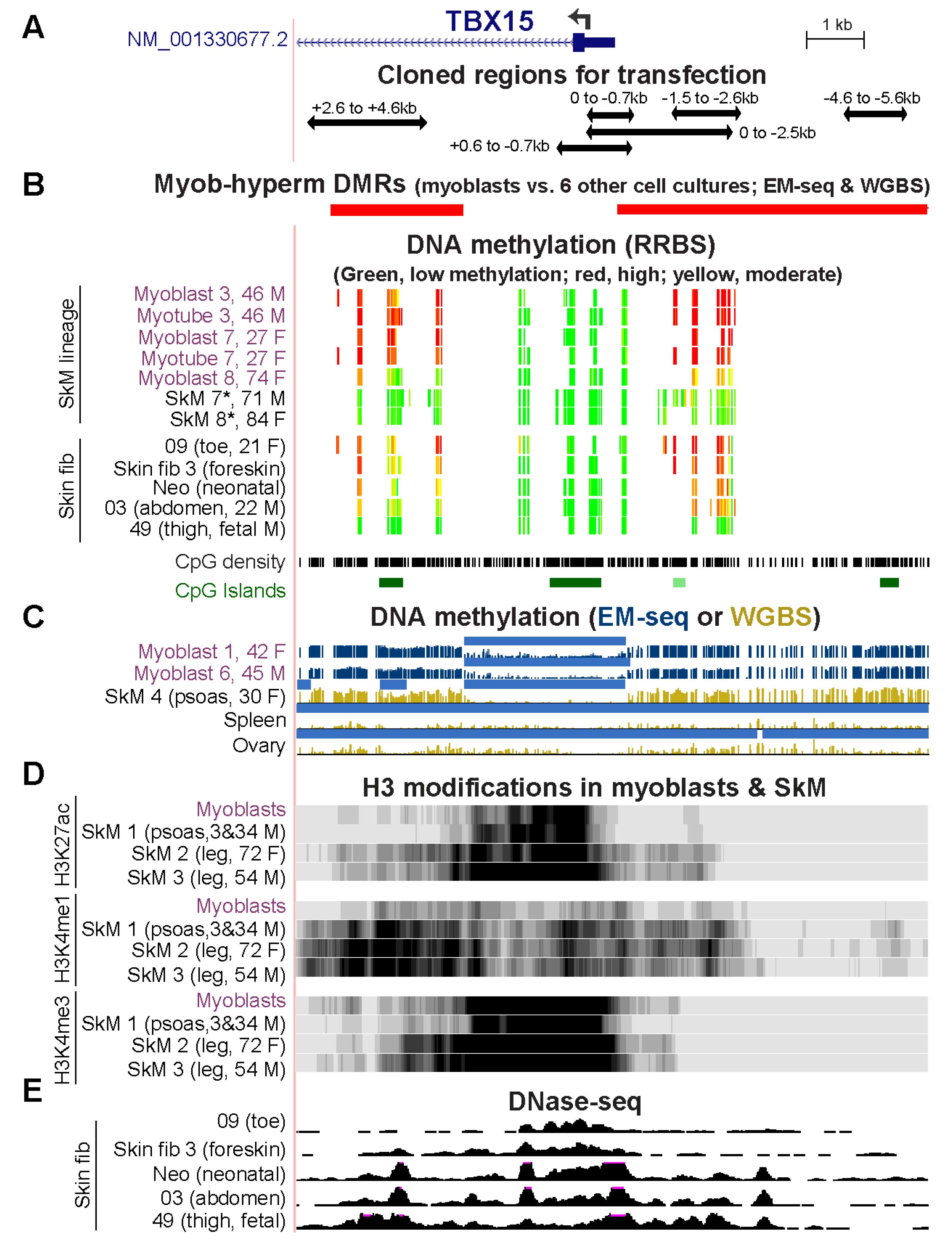 Epigenomes 06 00043 g005