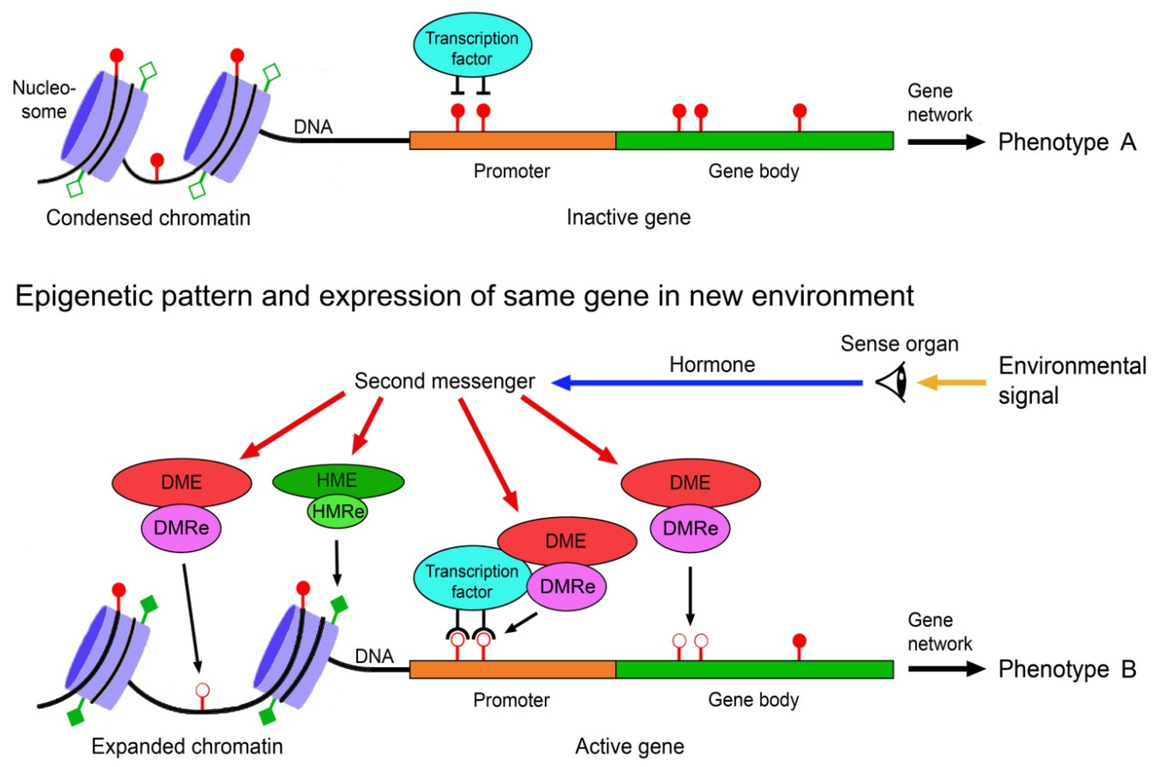 Epigenomes 07 00001 g001 Epigenomes 07 00001 g001