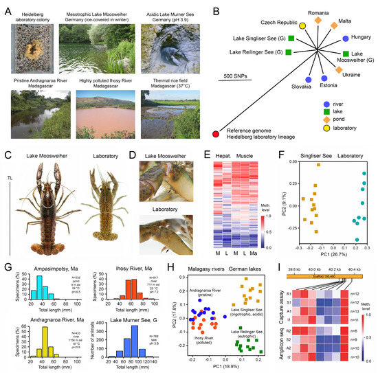 Epigenomes 07 00001 g002