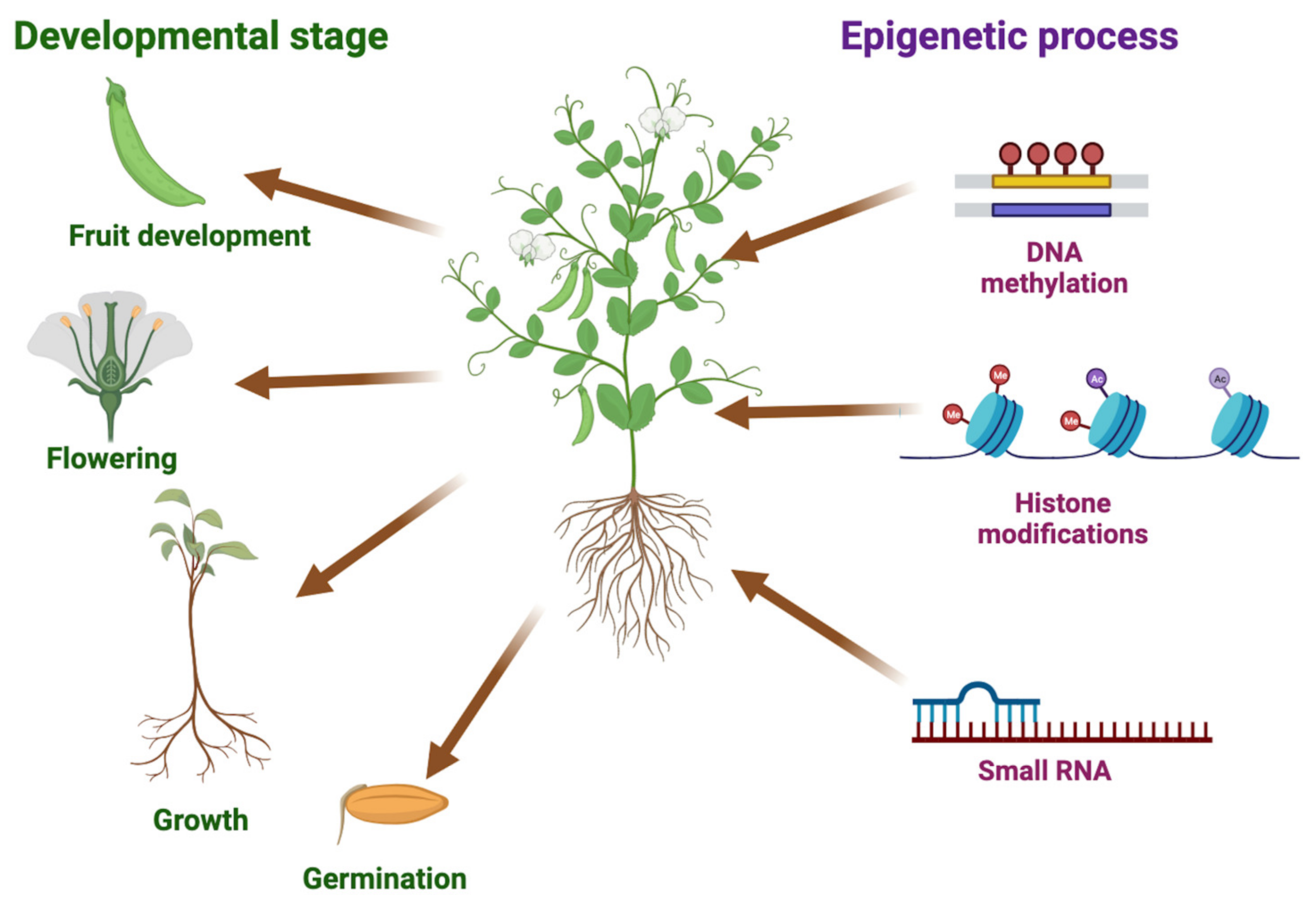 Epigenomes 07 00014 g001 Epigenomes 07 00014 g001