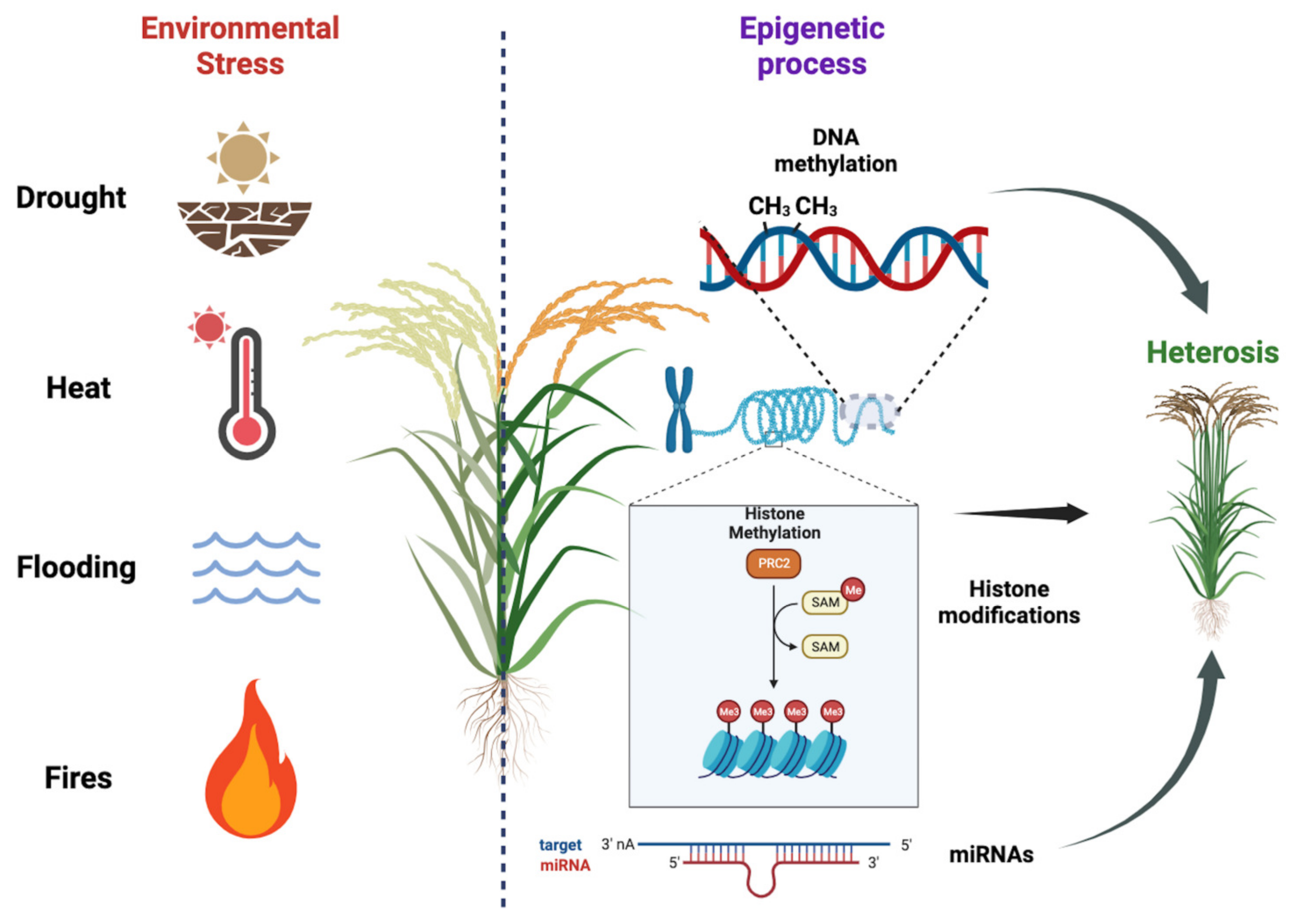 Epigenomes 07 00014 g002 Epigenomes 07 00014 g002