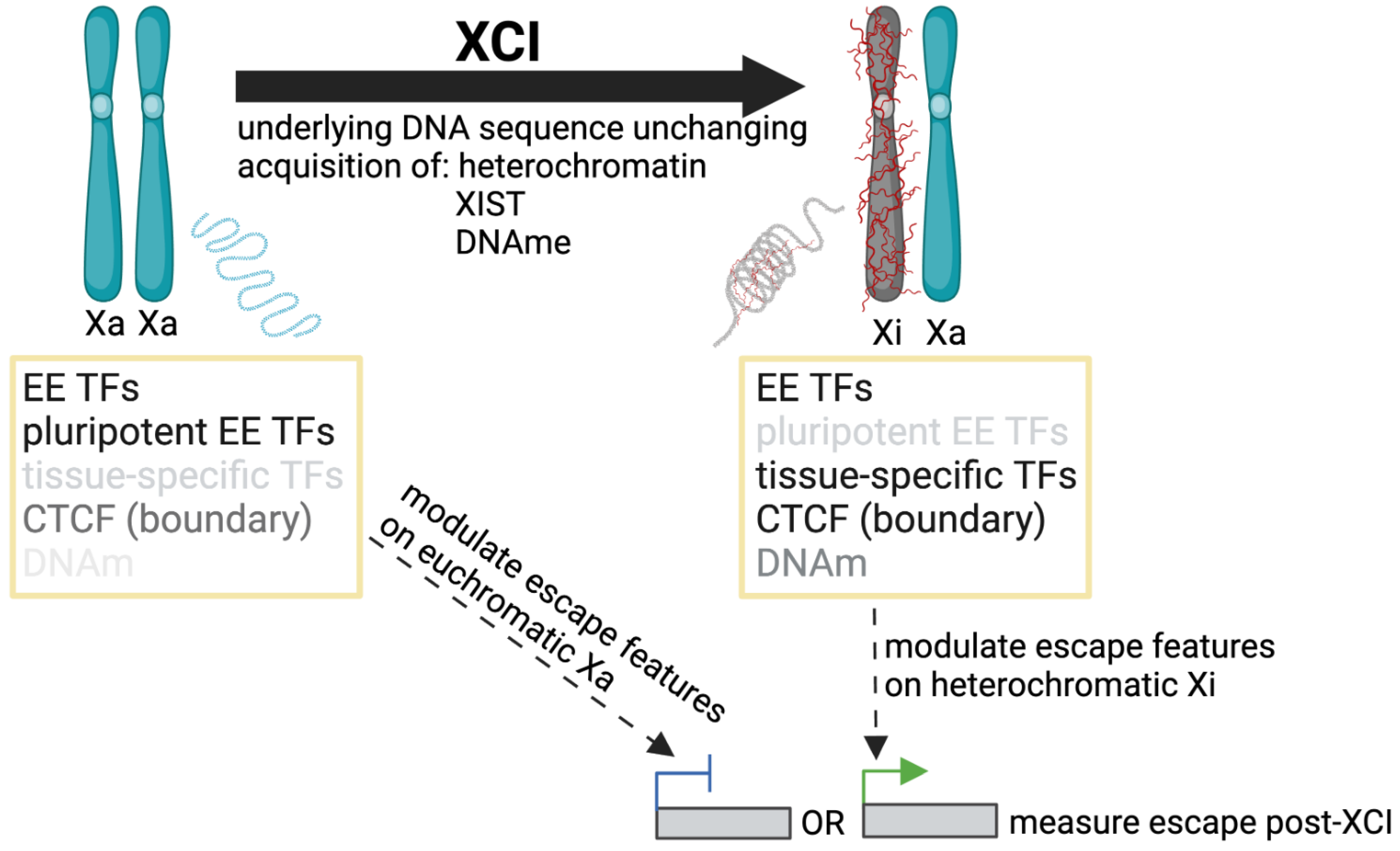 Epigenomes 07 00029 g003
