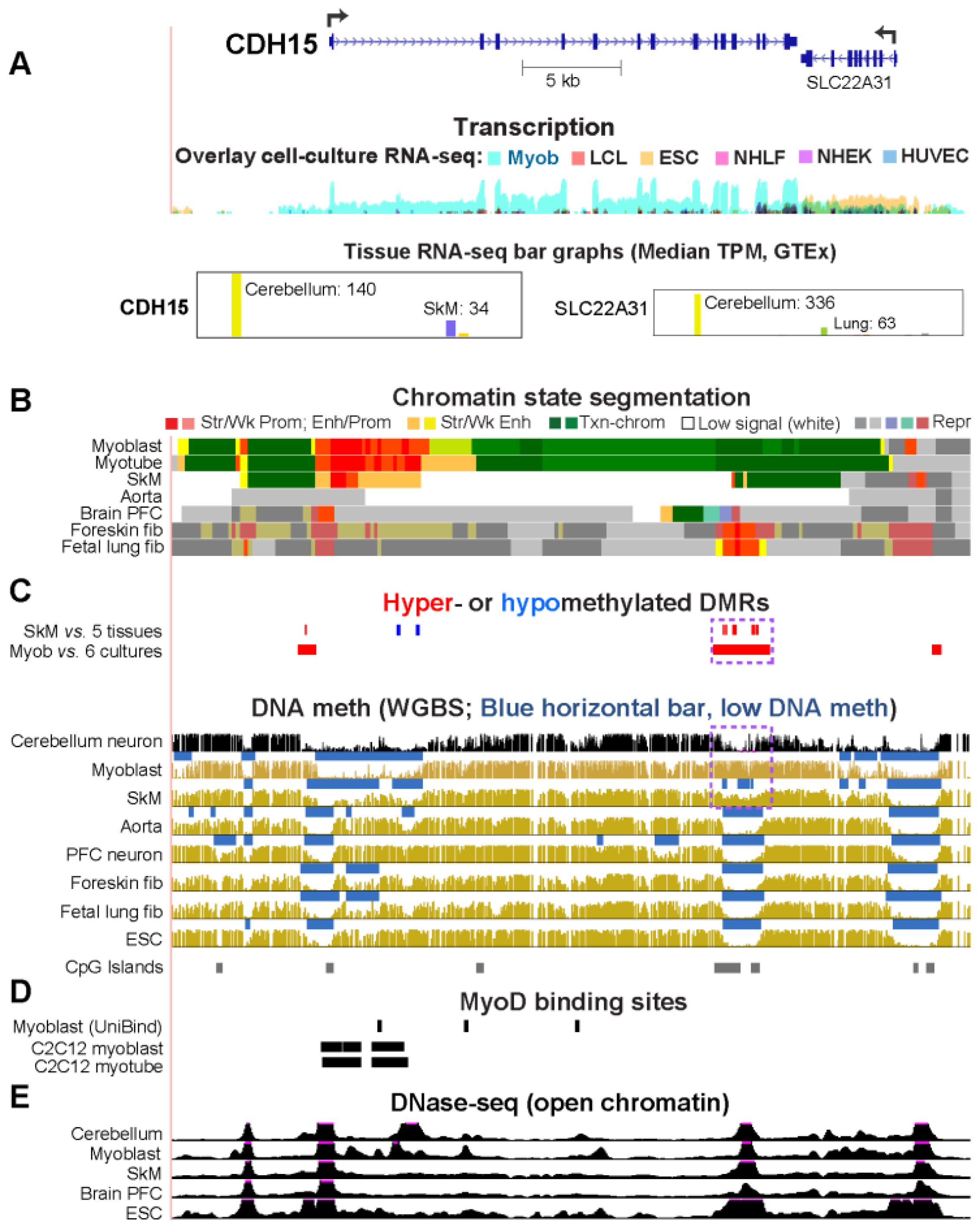 Epigenomes 08 00004 g001