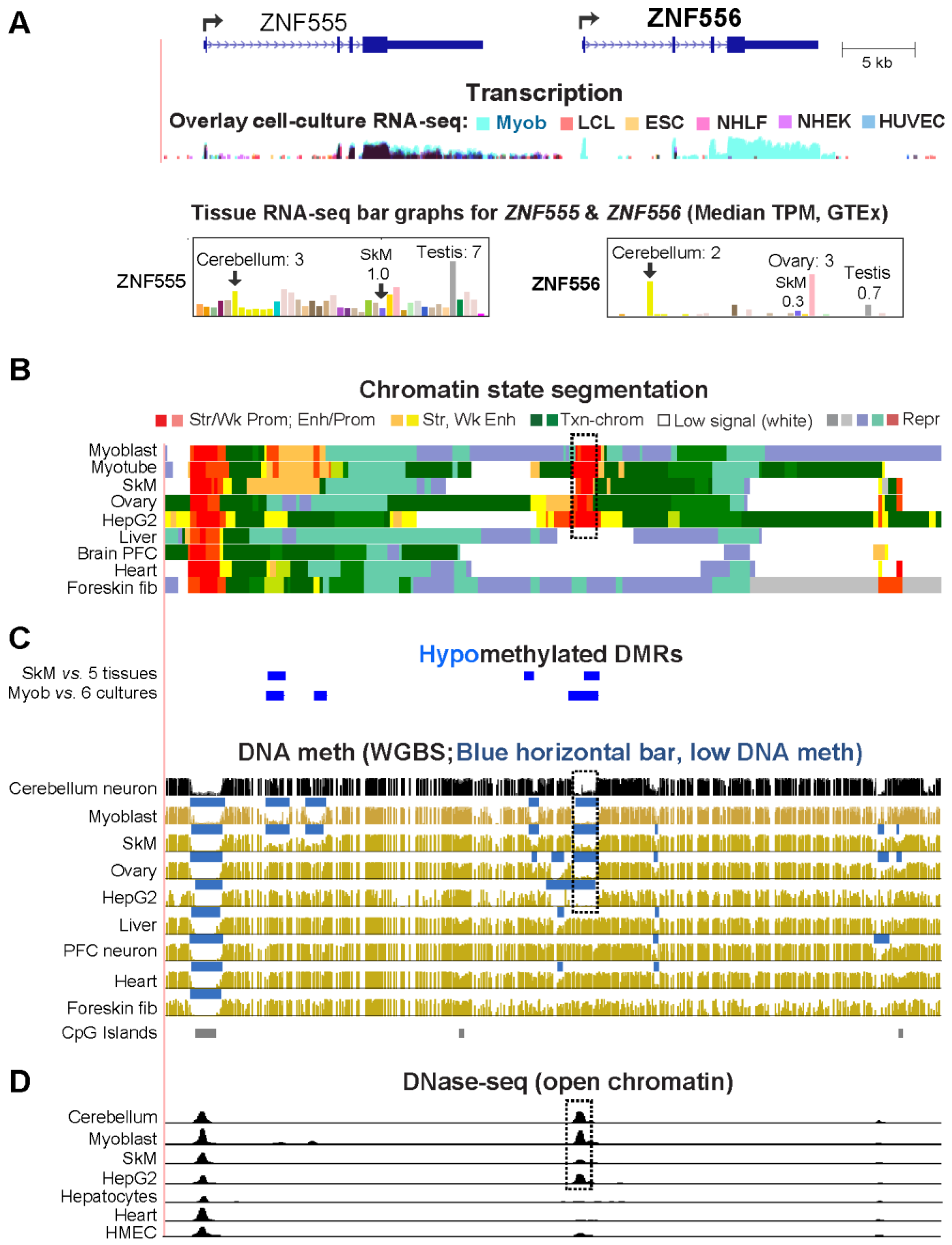 Epigenomes 08 00004 g002