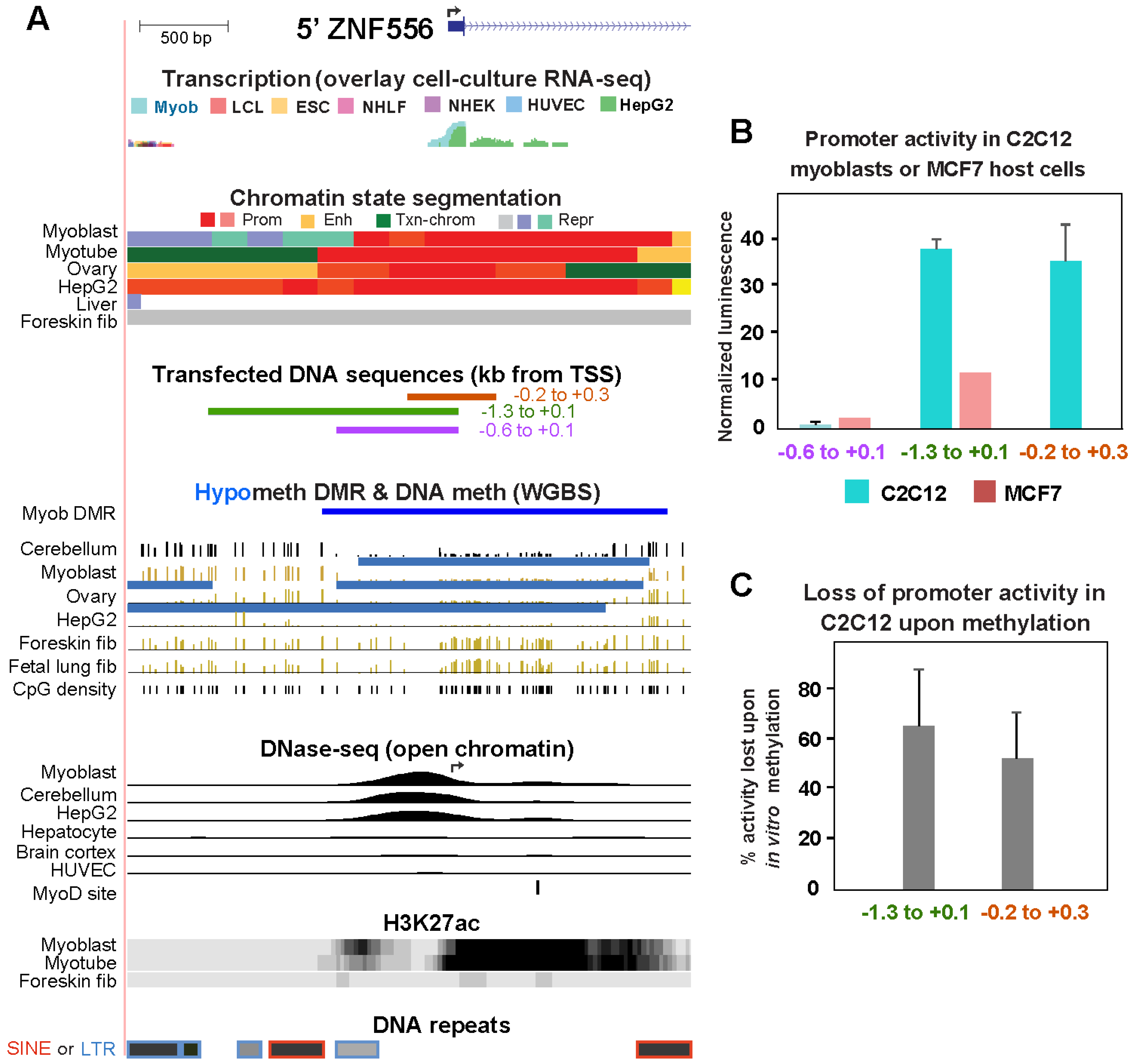 Epigenomes 08 00004 g003