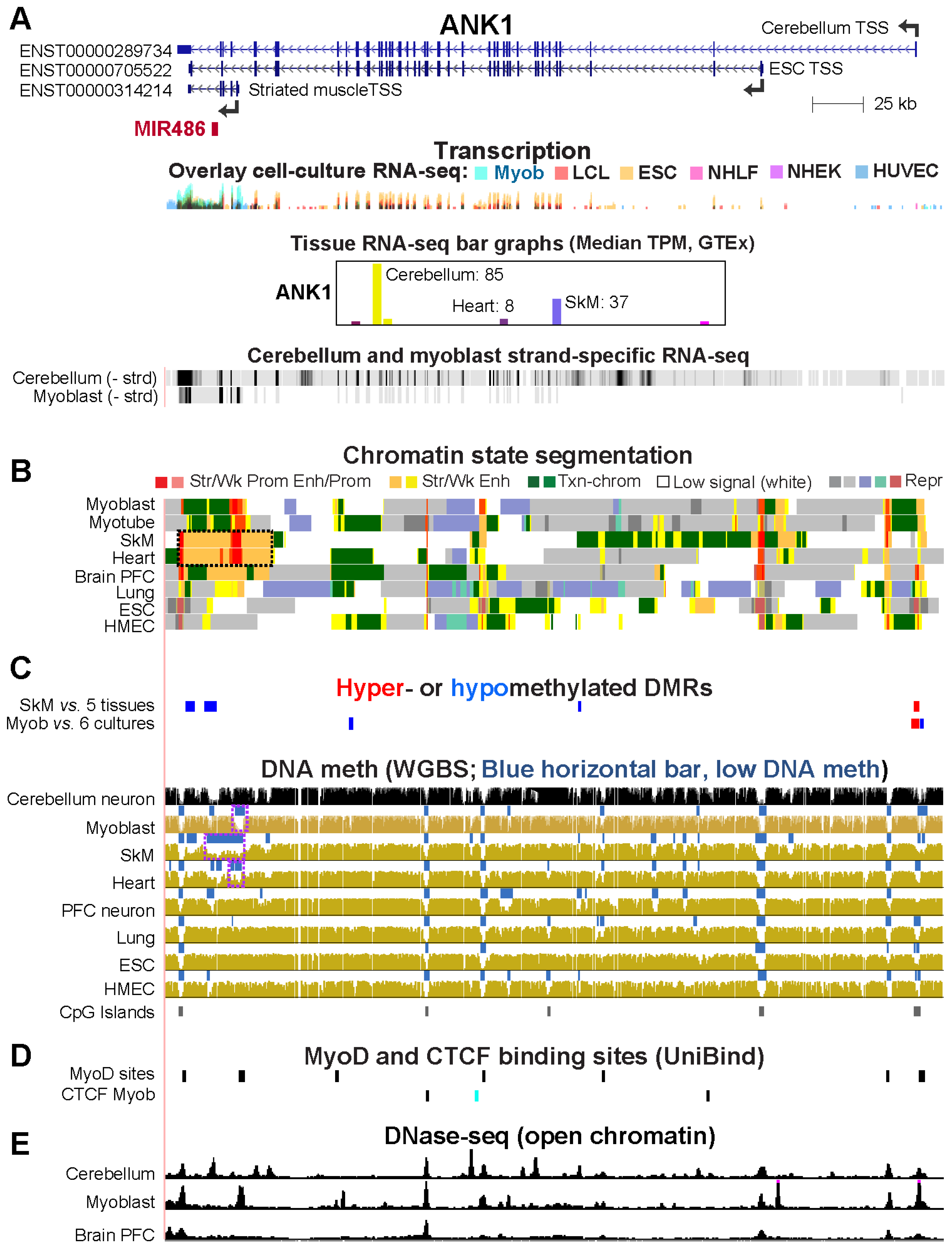 Epigenomes 08 00004 g006