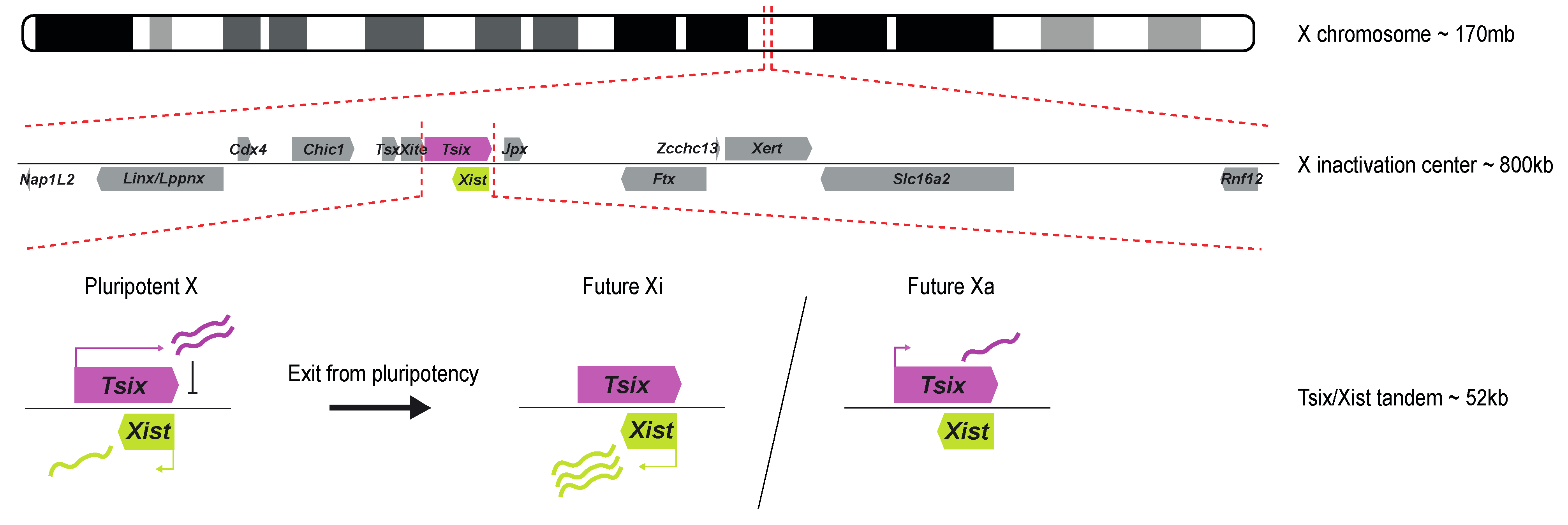 Epigenomes 08 00006 g001