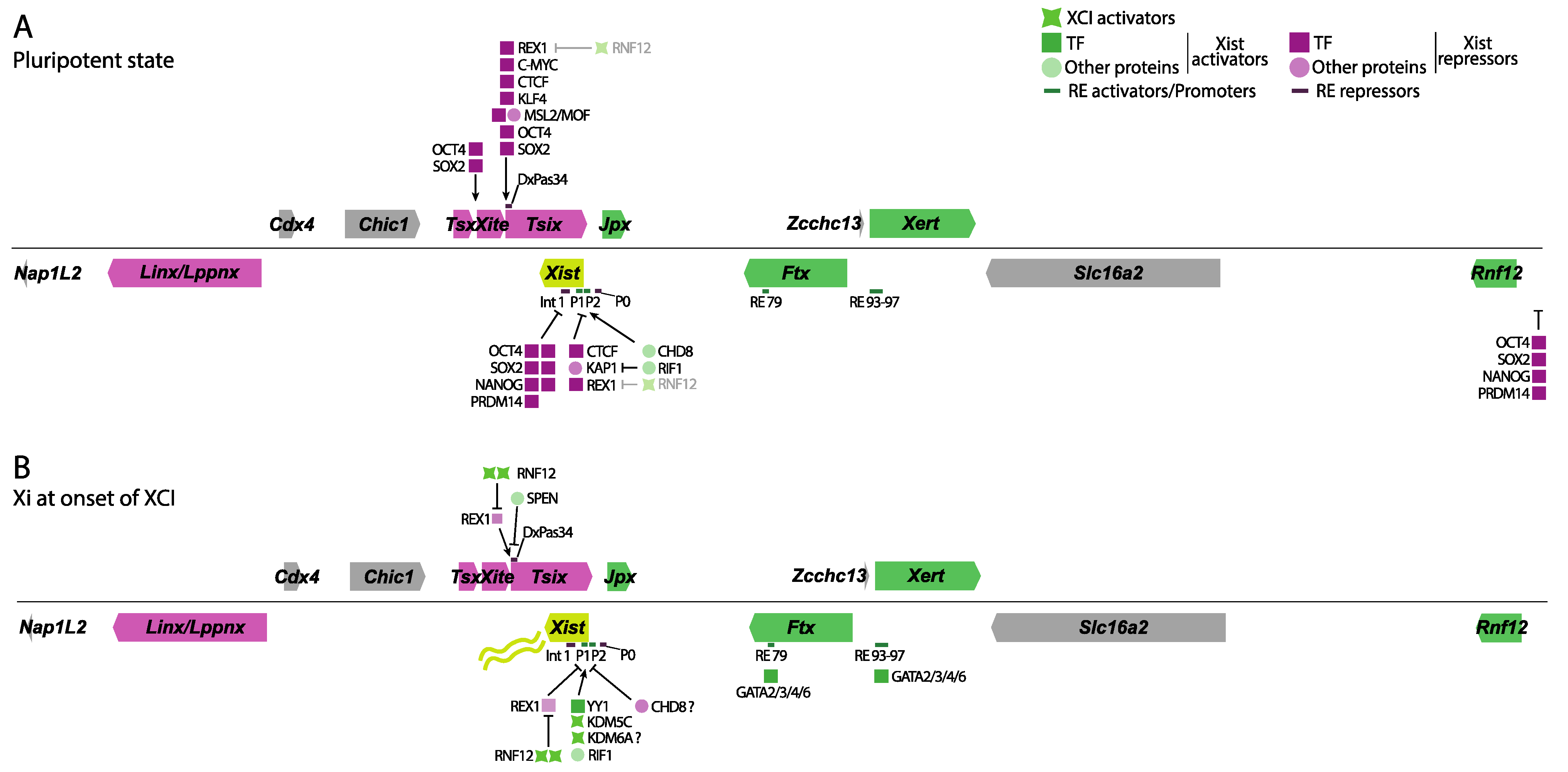 Epigenomes 08 00006 g002