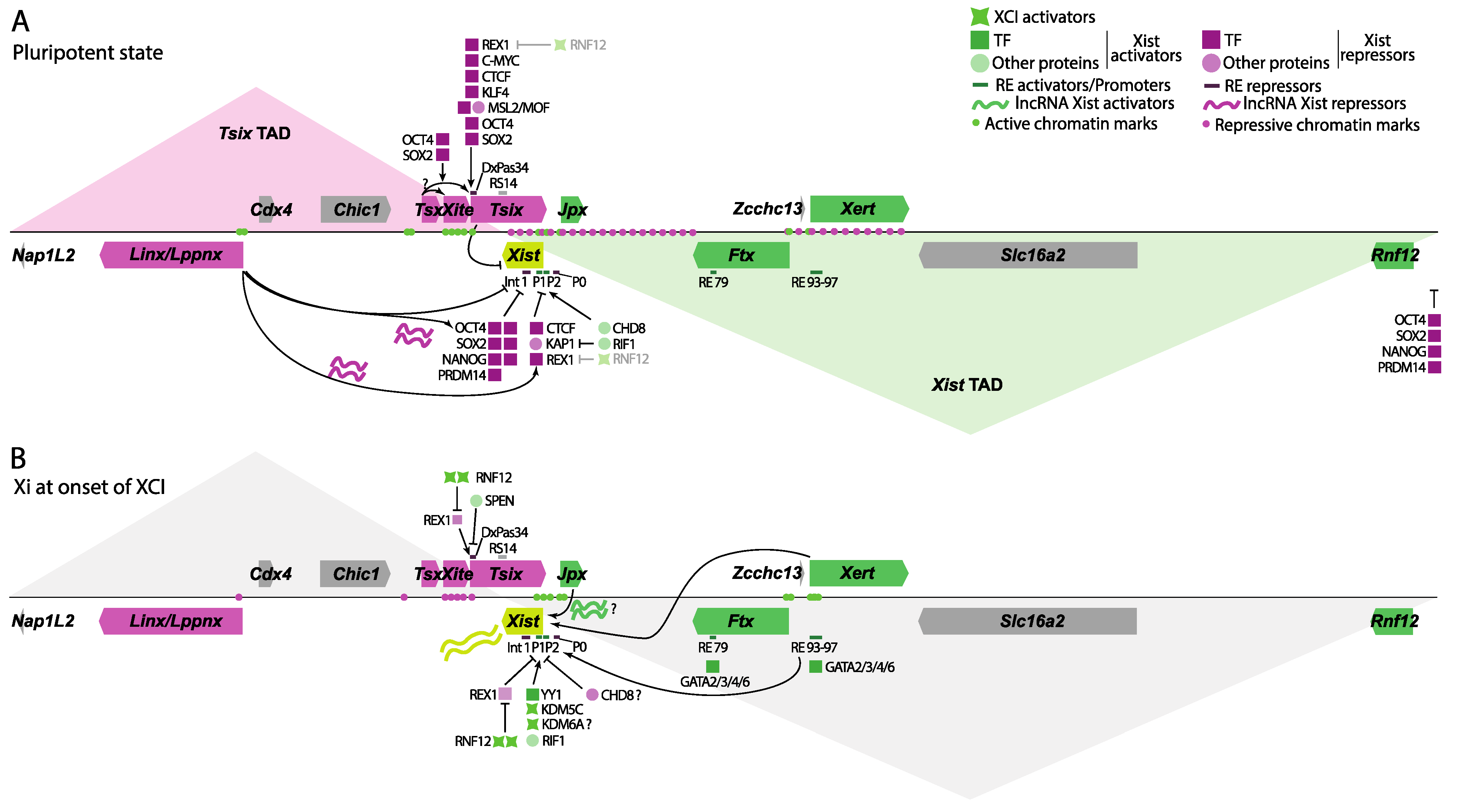 Epigenomes 08 00006 g003