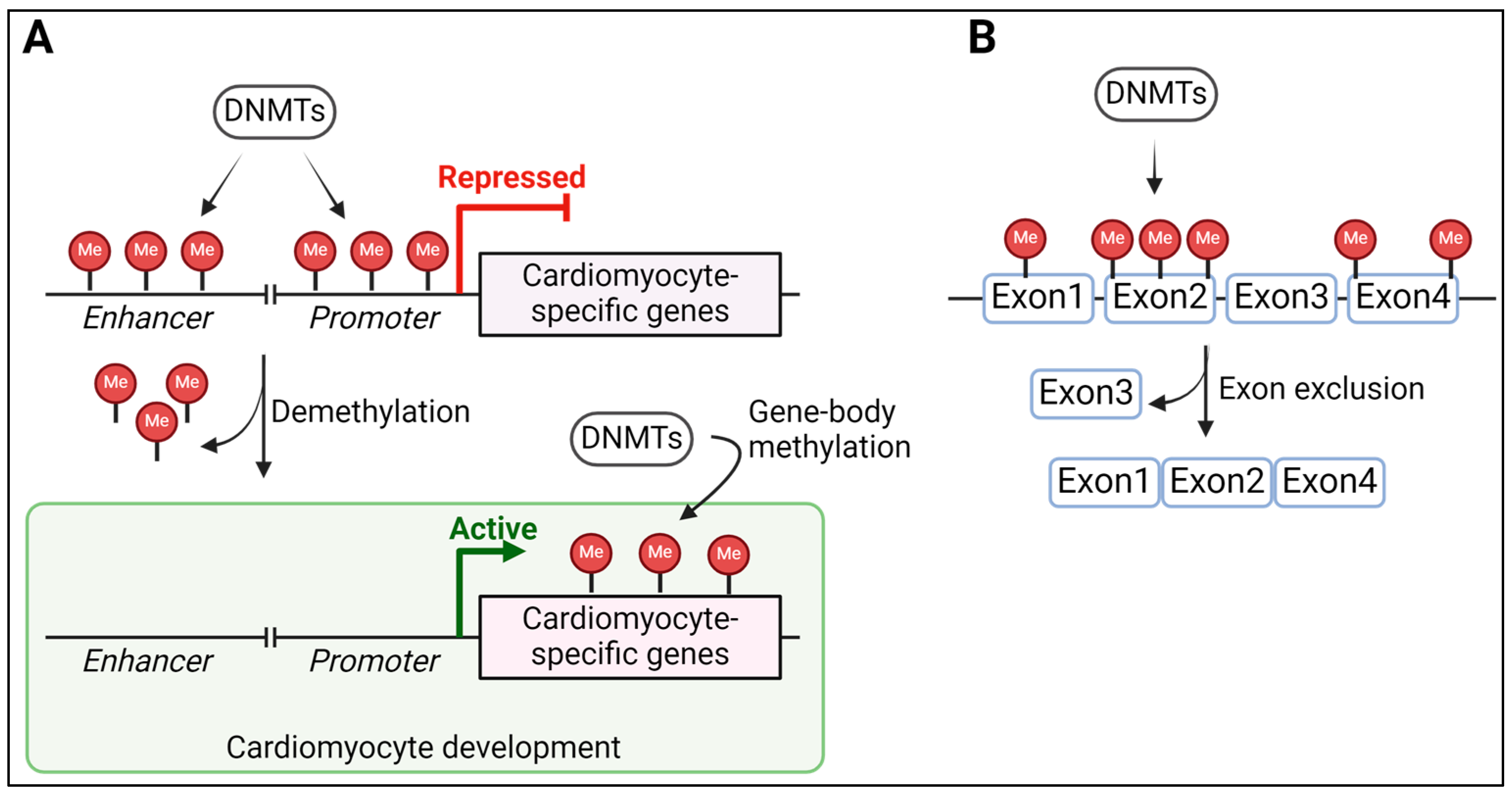 Epigenomes 08 00025 g004