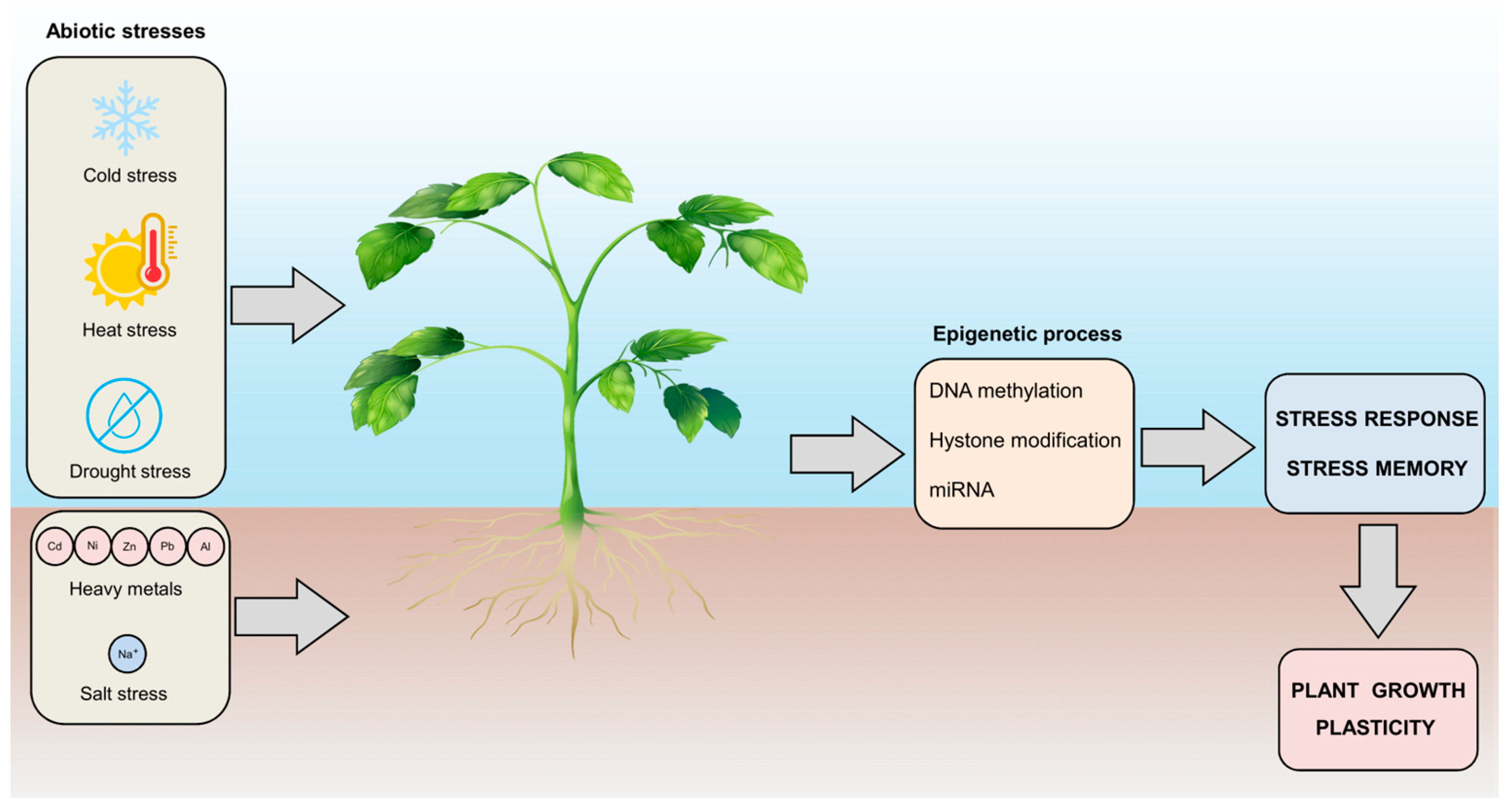 Epigenomes 08 00030 g004