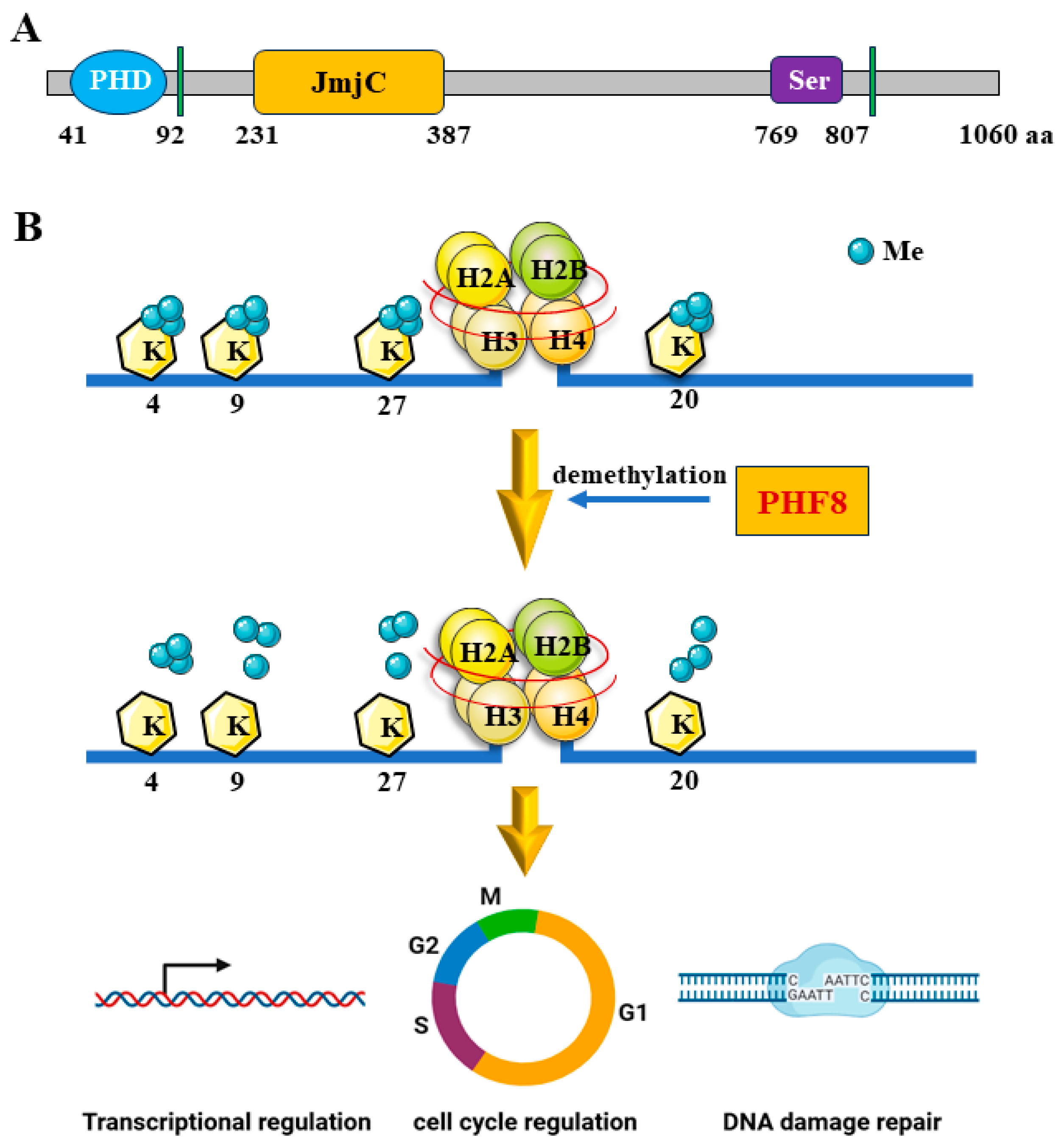 Epigenomes 08 00036 g001
