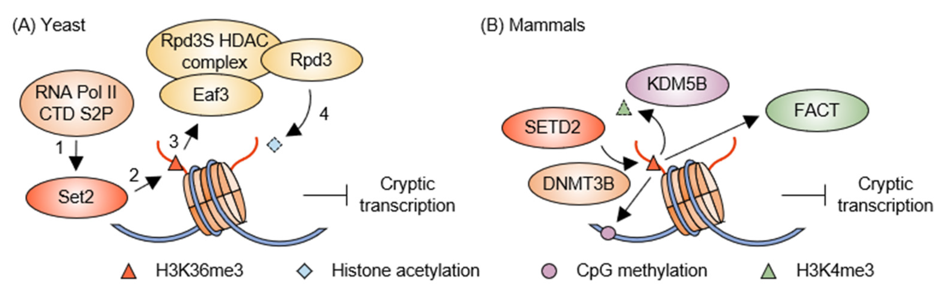 Epigenomes 08 00042 g001