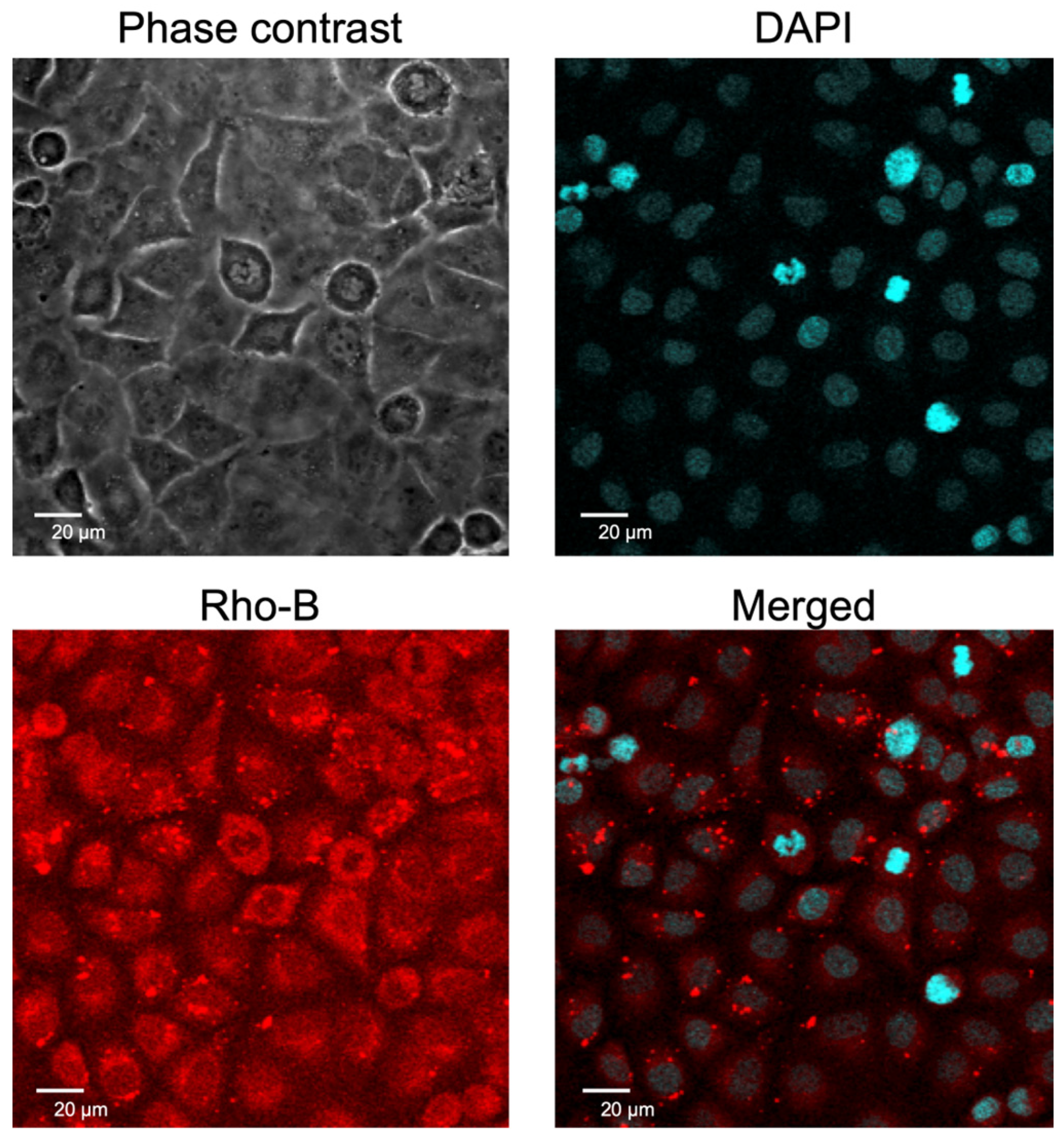 Epigenomes 09 00006 g003 Epigenomes 09 00006 g003