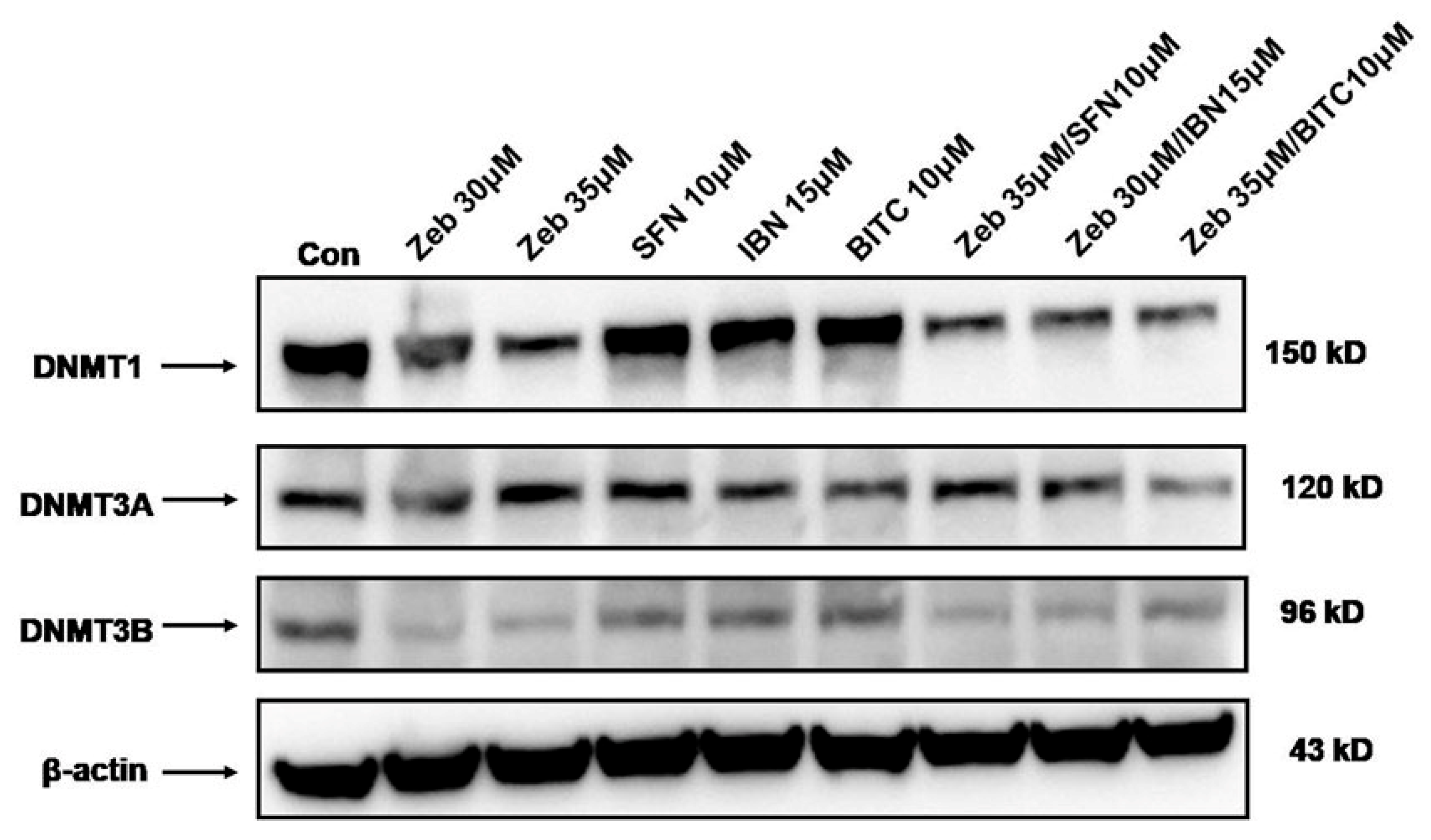 Epigenomes 09 00007 g004