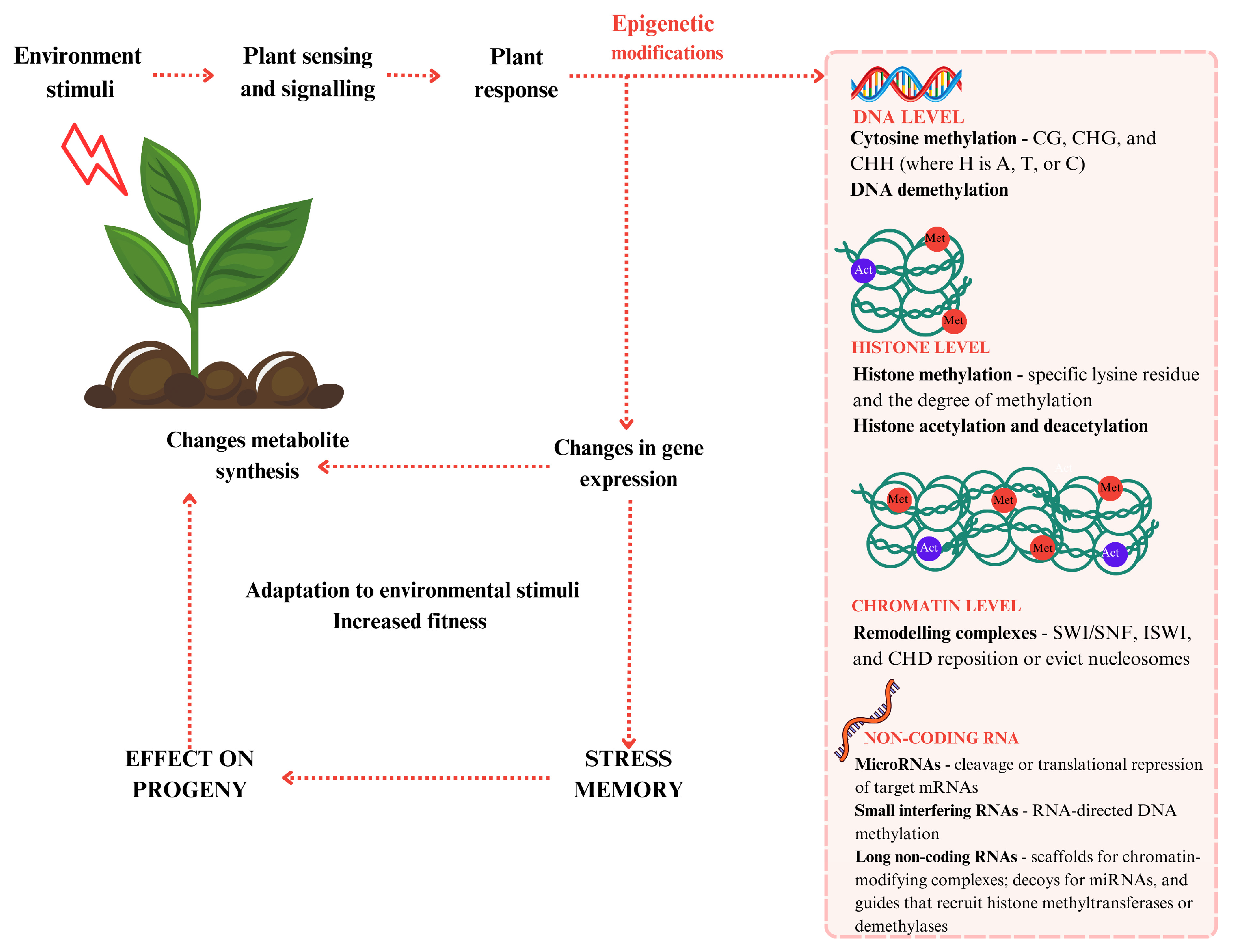 Epigenomes 09 00010 g002