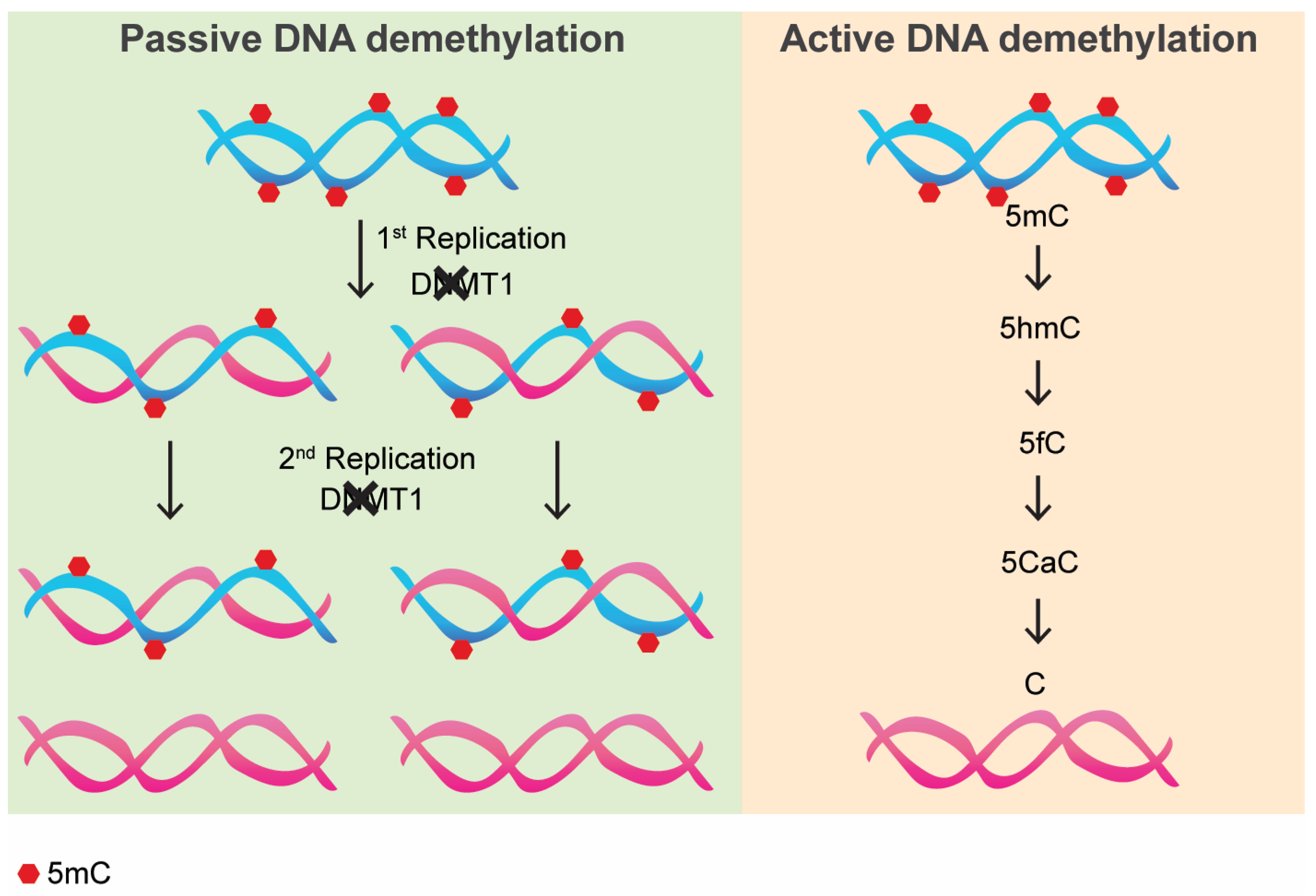 Epigenomes 09 00011 g001 Epigenomes 09 00011 g001