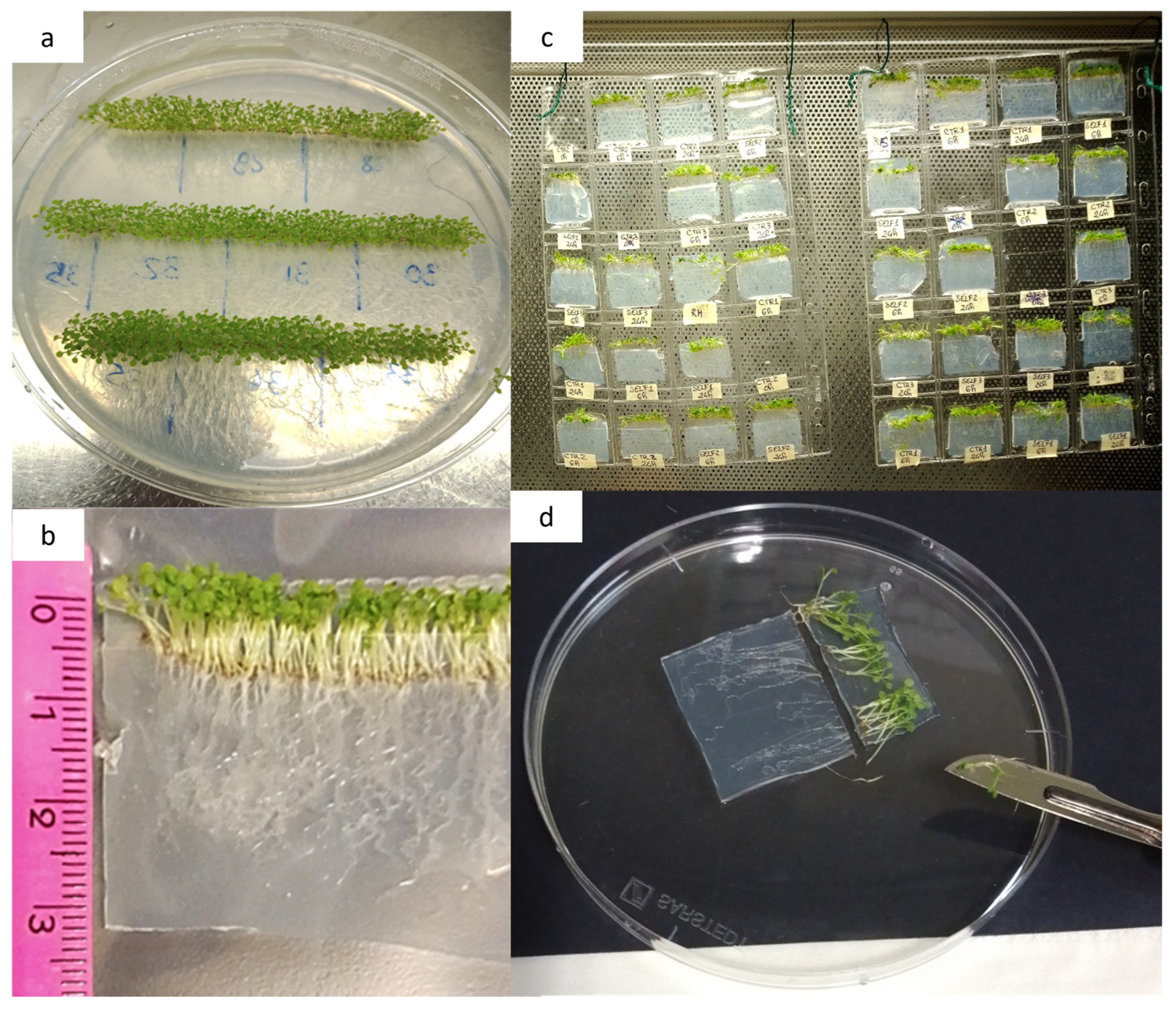 Epigenomes 09 00013 g006