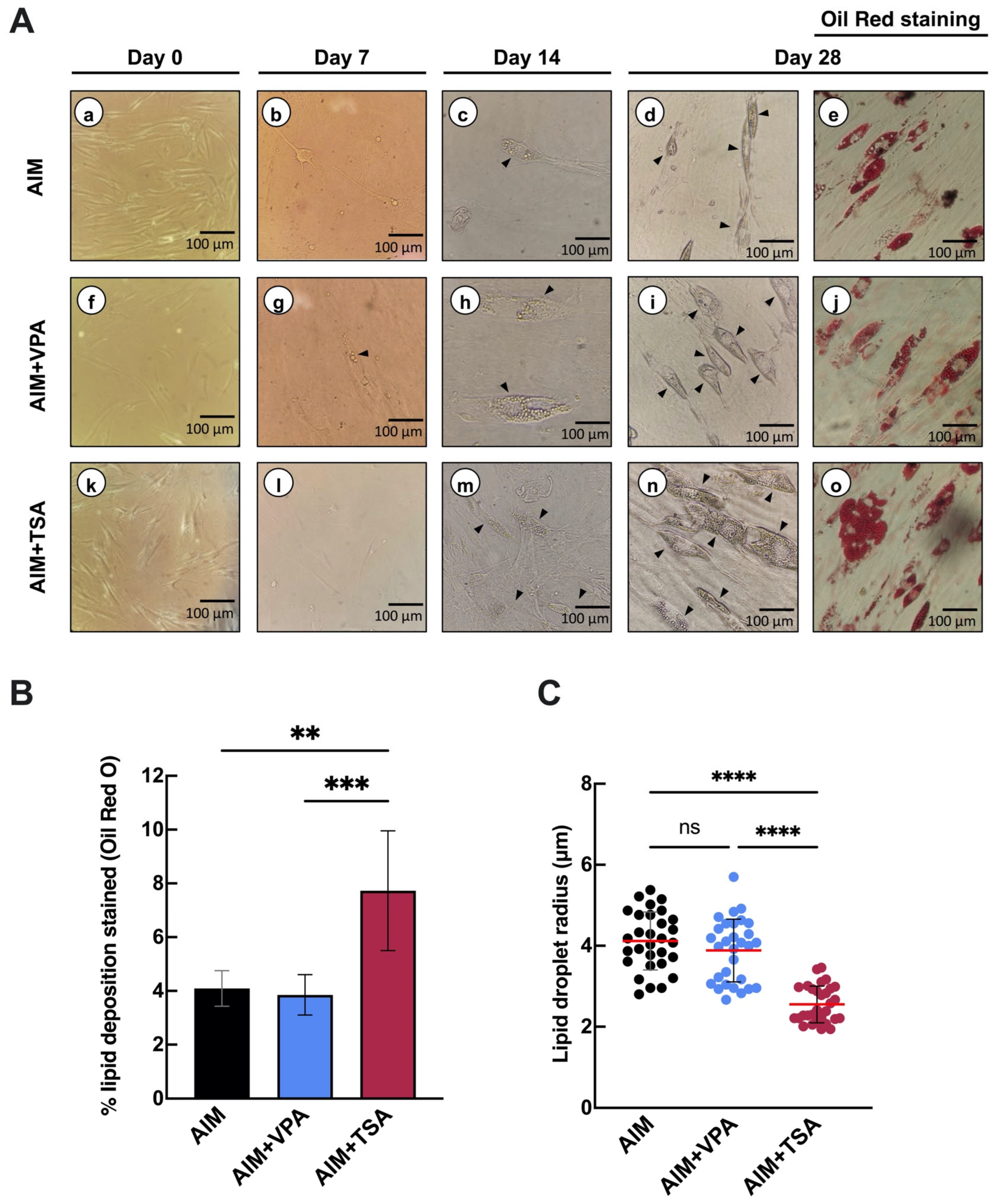 Epigenomes 09 00015 g002