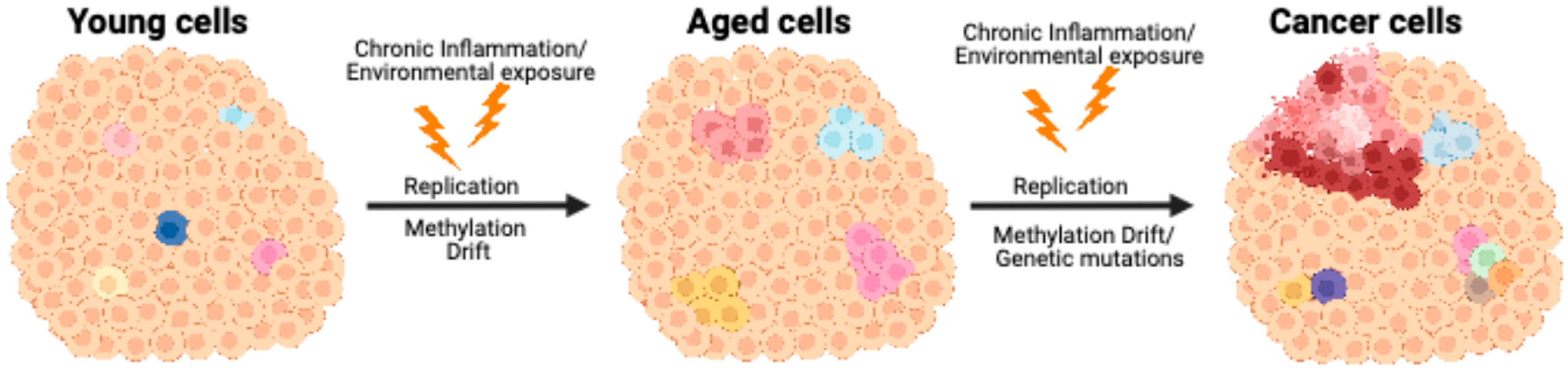 Epigenomes 09 00018 g001