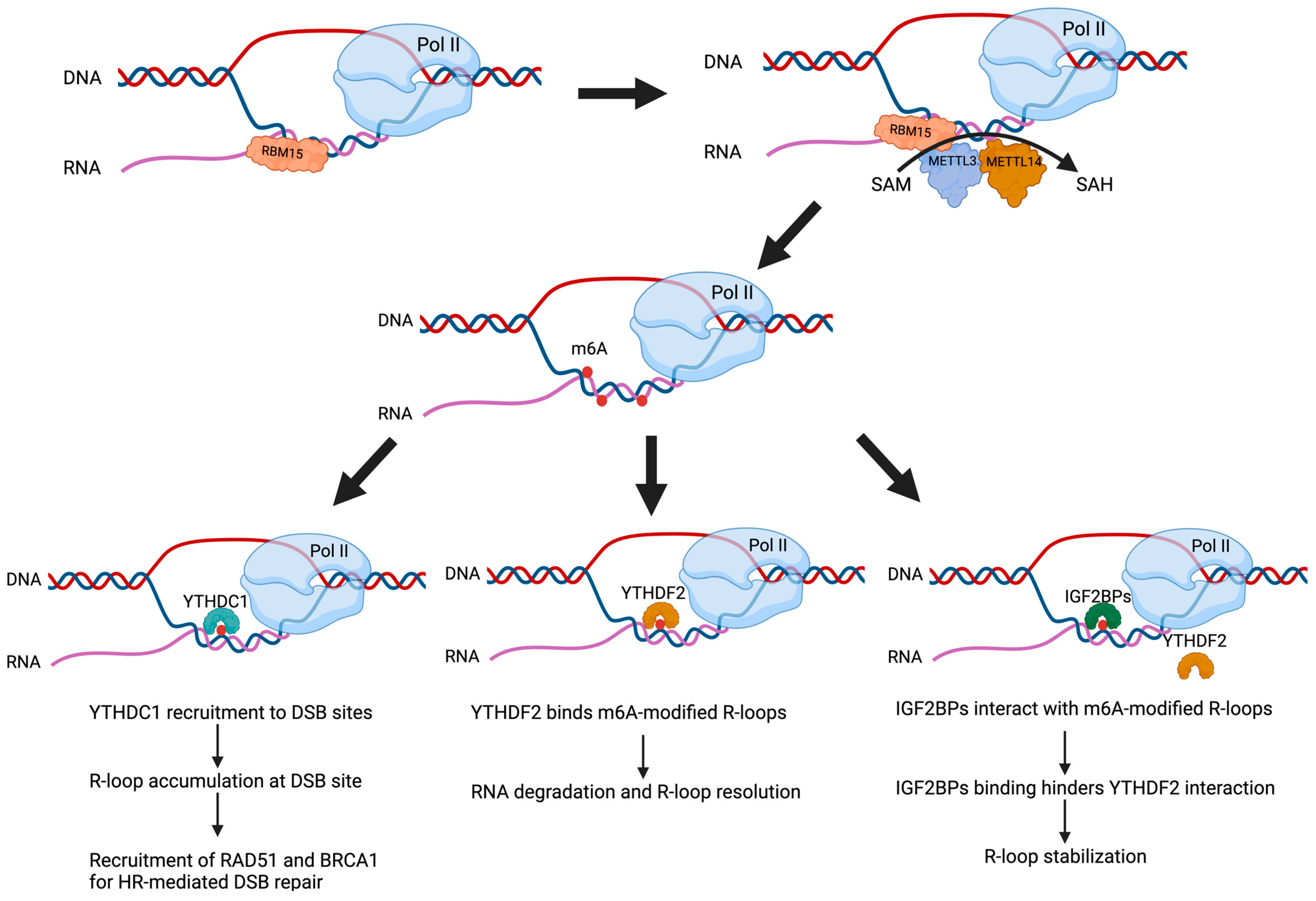 Epigenomes 09 00021 g001