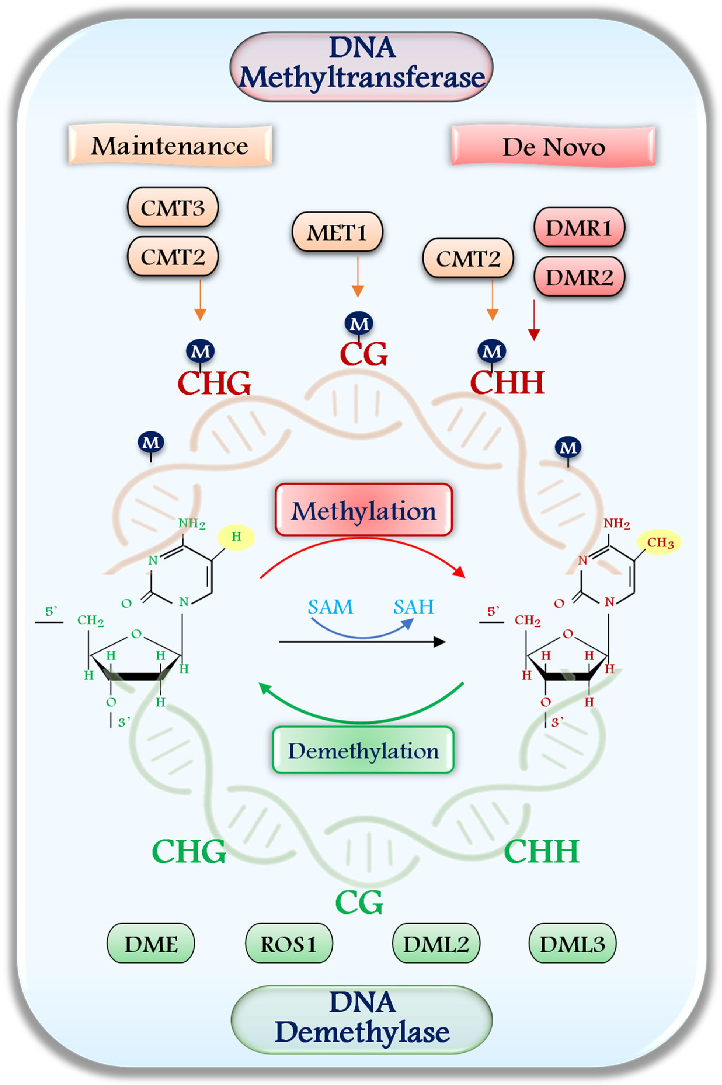 Epigenomes 09 00031 g001