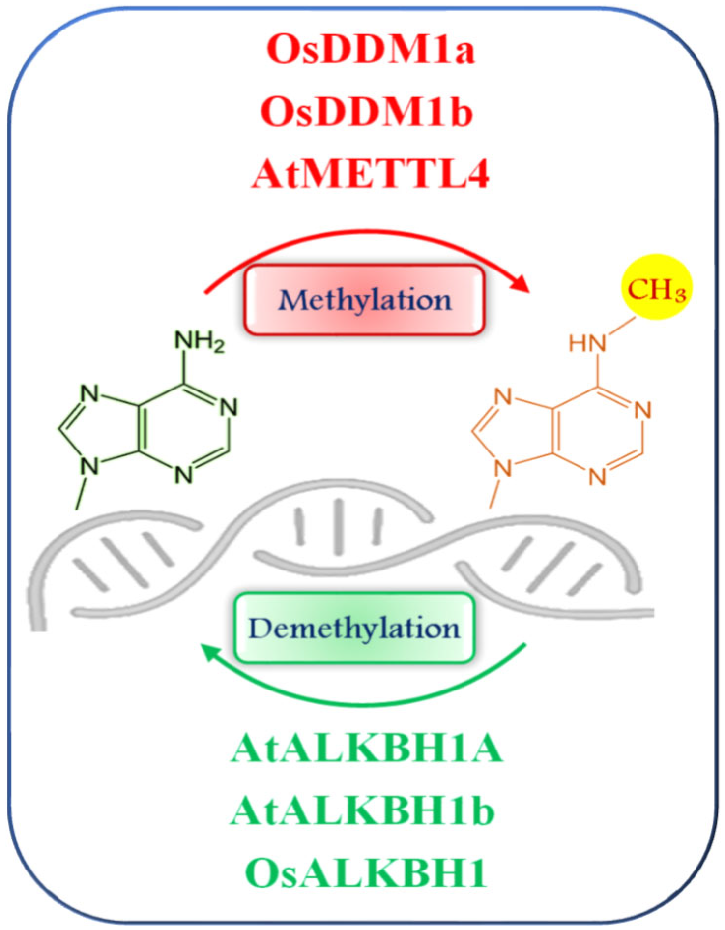 Epigenomes 09 00031 g002