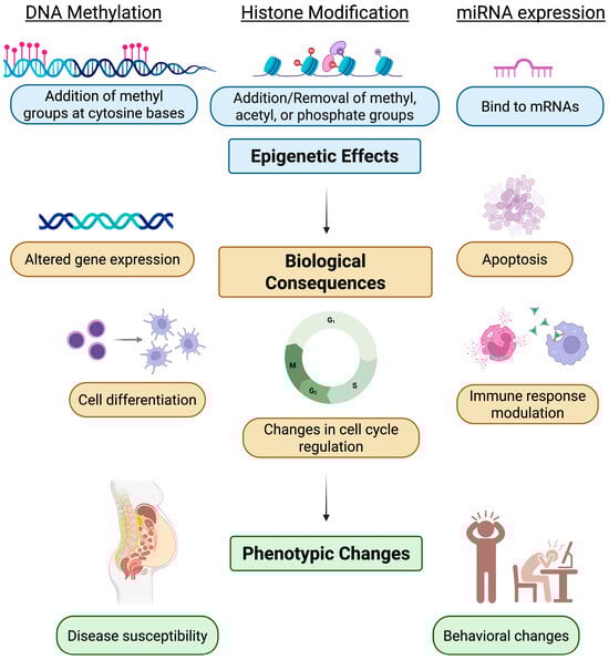 Schematic model demonstrating epigenetic effects, their biological consequences, and impact on phenotypic changes (created in BioRender. Kim, K. (2025) https://BioRender.com/7qjxzkv accessed on 29 September 2025).