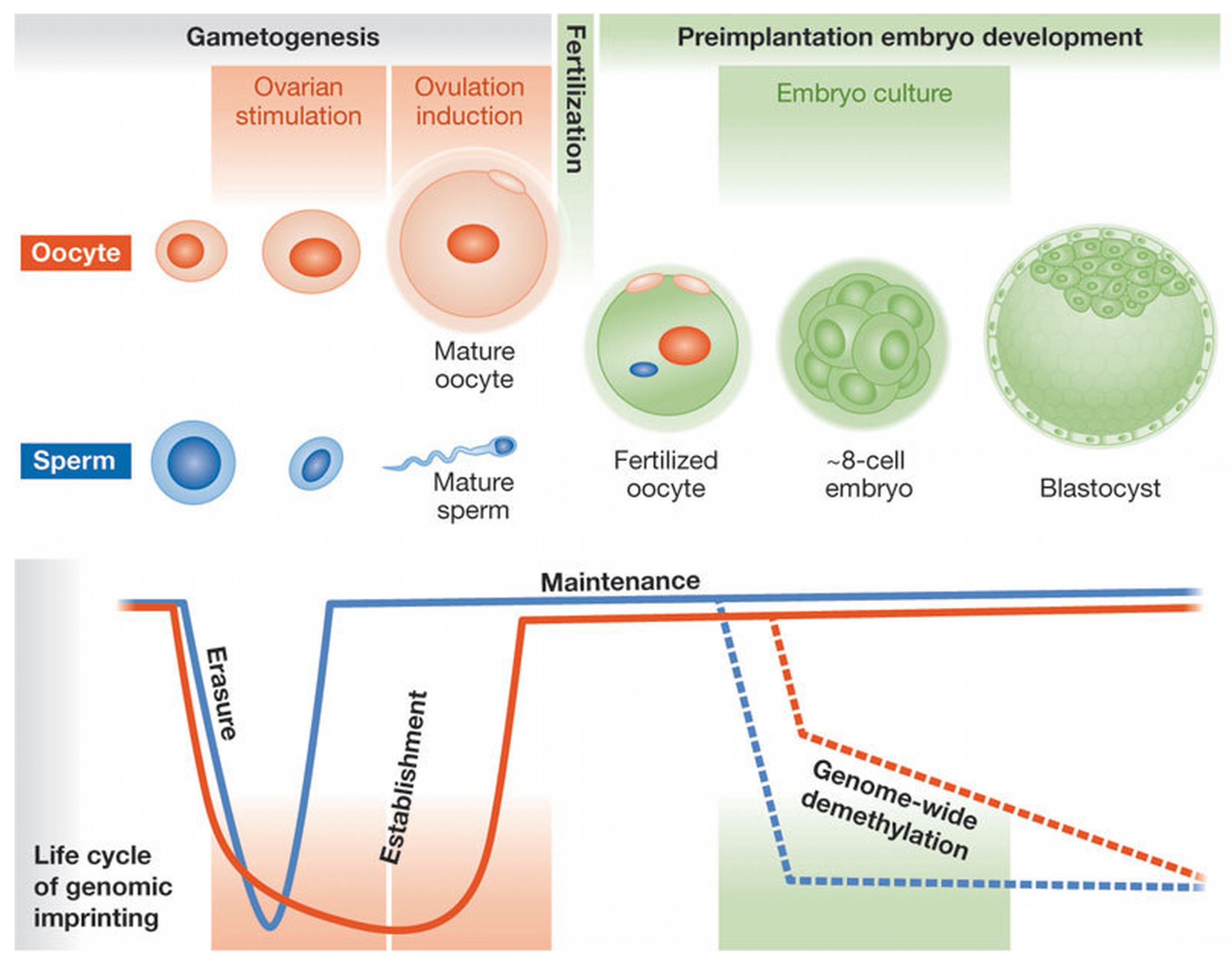 Epigenomes 10 00026 g003