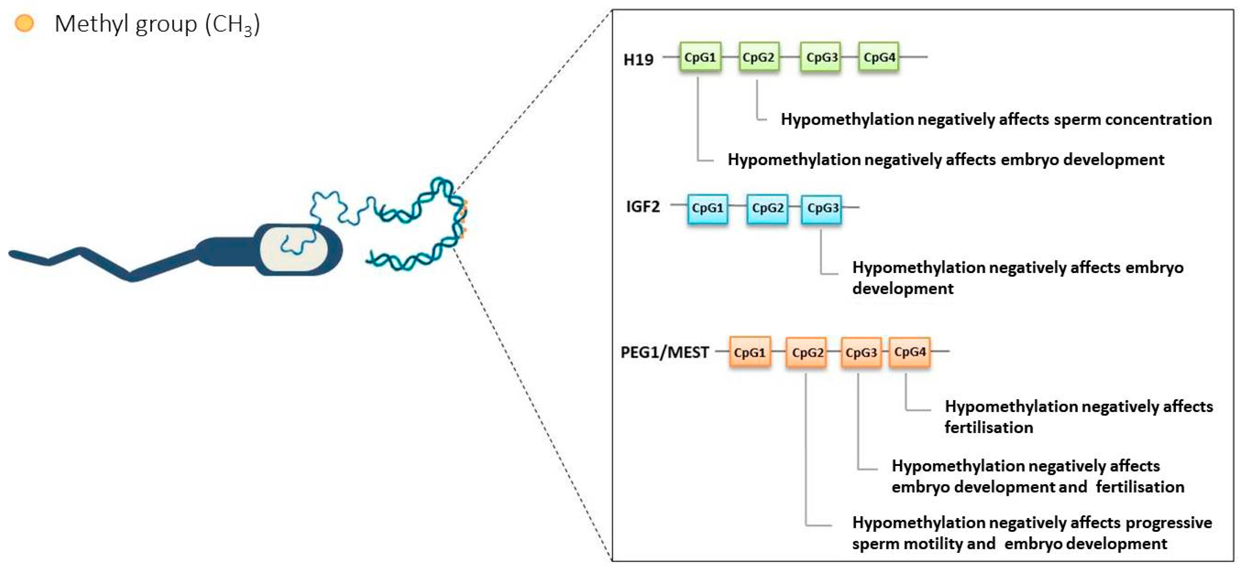 Epigenomes 10 00032 g002 Epigenomes 10 00032 g002