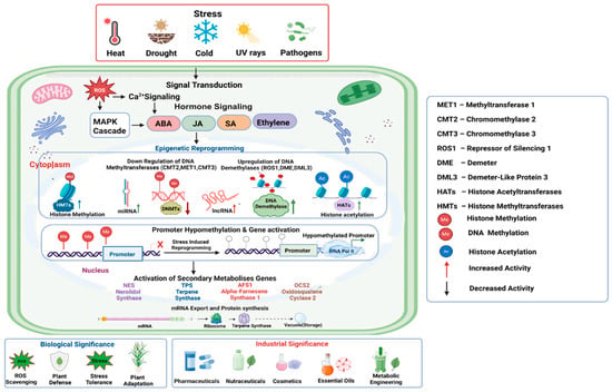 Stress-induced epigenetic reprogramming regulates secondary metabolite biosynthesis in plants. Environmental stresses, including heat, drought, salinity, cold, UV radiation, and pathogen/herbivore attack, are recognized by plasma membrane-associated receptors, triggering ROS production, MAPK and Ca2+ signaling, and phytohormone-mediated responses (ABA—abscisic acid, JA—jasmonic acid, SA—salicylic acid, ROS—reactive oxygen species, and ethylene). These signaling cascades coordinate in the nucleus to induce epigenetic reprogramming through reduced DNA methylation, active DNA demethylation, histone acetylation, histone methylation, chromatin remodeling, and non-coding RNA (miRNA and lncRNA)-mediated regulation, leading to promoter hypomethylation, chromatin relaxation, and recruitment of RNA polymerase. This leads to secondary metabolite biosynthetic genes, including NES—nerolidol synthase, TPS—terpene synthase, AFS—α-farnesene synthase, and OCS—ocimene synthase, are transcriptionally activated, followed by mRNA export and protein synthesis. The resulting increase in specialized metabolites contributes to improved antioxidant defense, stress tolerance, plant resilience, and the production of high-value natural products with pharmaceutical, nutraceutical, cosmetic, and industrial applications. Note: 1. Red downward arrow beside DNMTs: indicates decreased DNA methyltransferase activity. 2. Red upward arrow beside lncRNA: indicates increased lncRNA expression or activity. 3. Green upward arrows: indicate increased activity of the associated components. 4. Blue upward arrow beside HMTs: indicates increased histone methyltransferase activity and black arrows indicate the direction of signaling or regulatory processes.