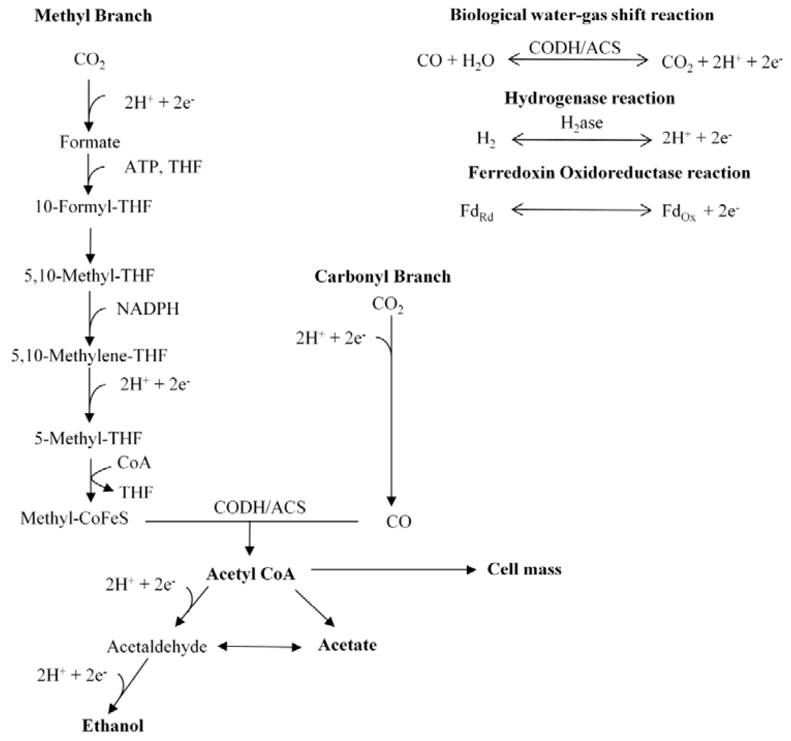 Fermentation 03 00028 g002