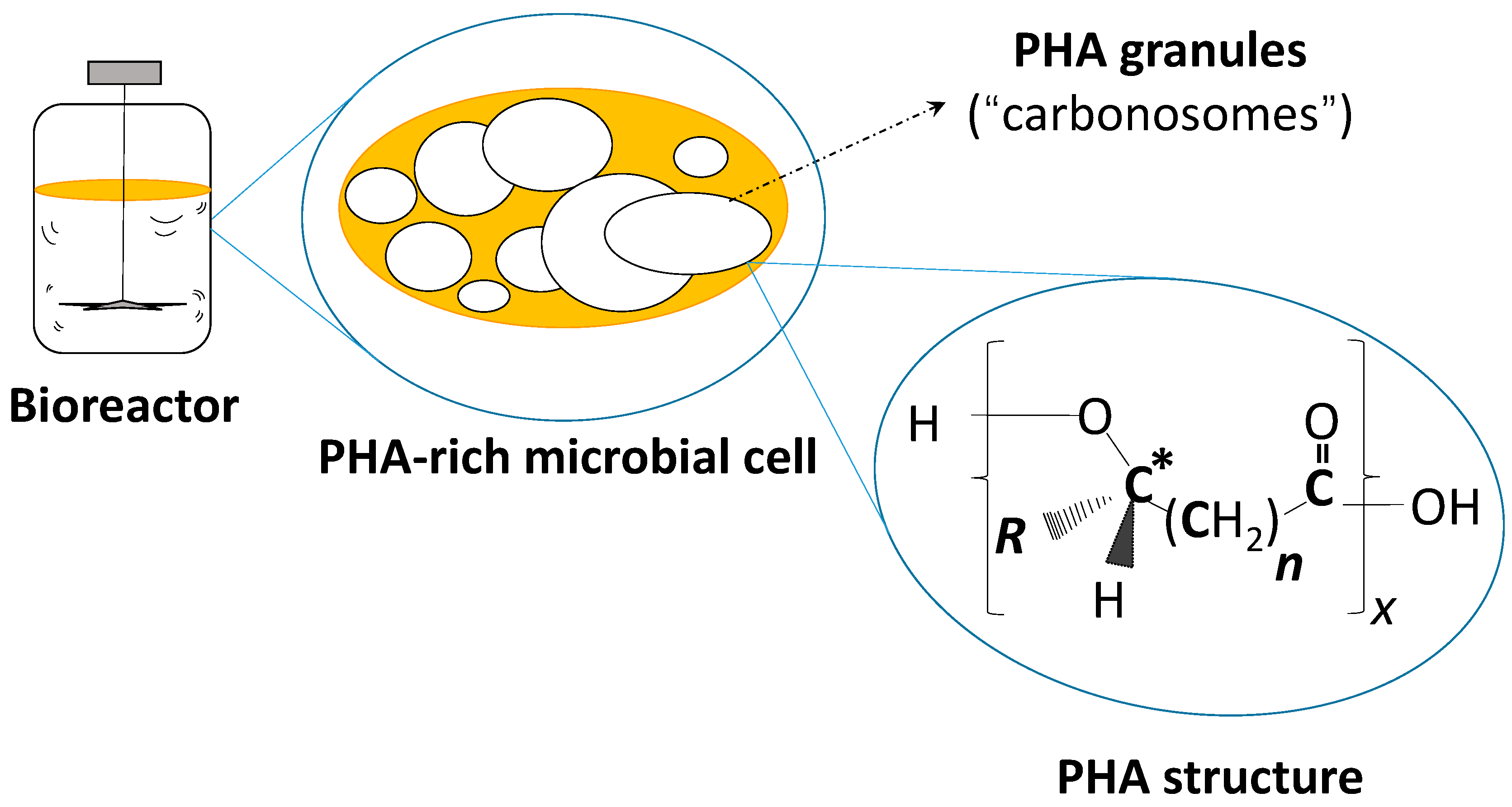 Fermentation 04 00030 g001