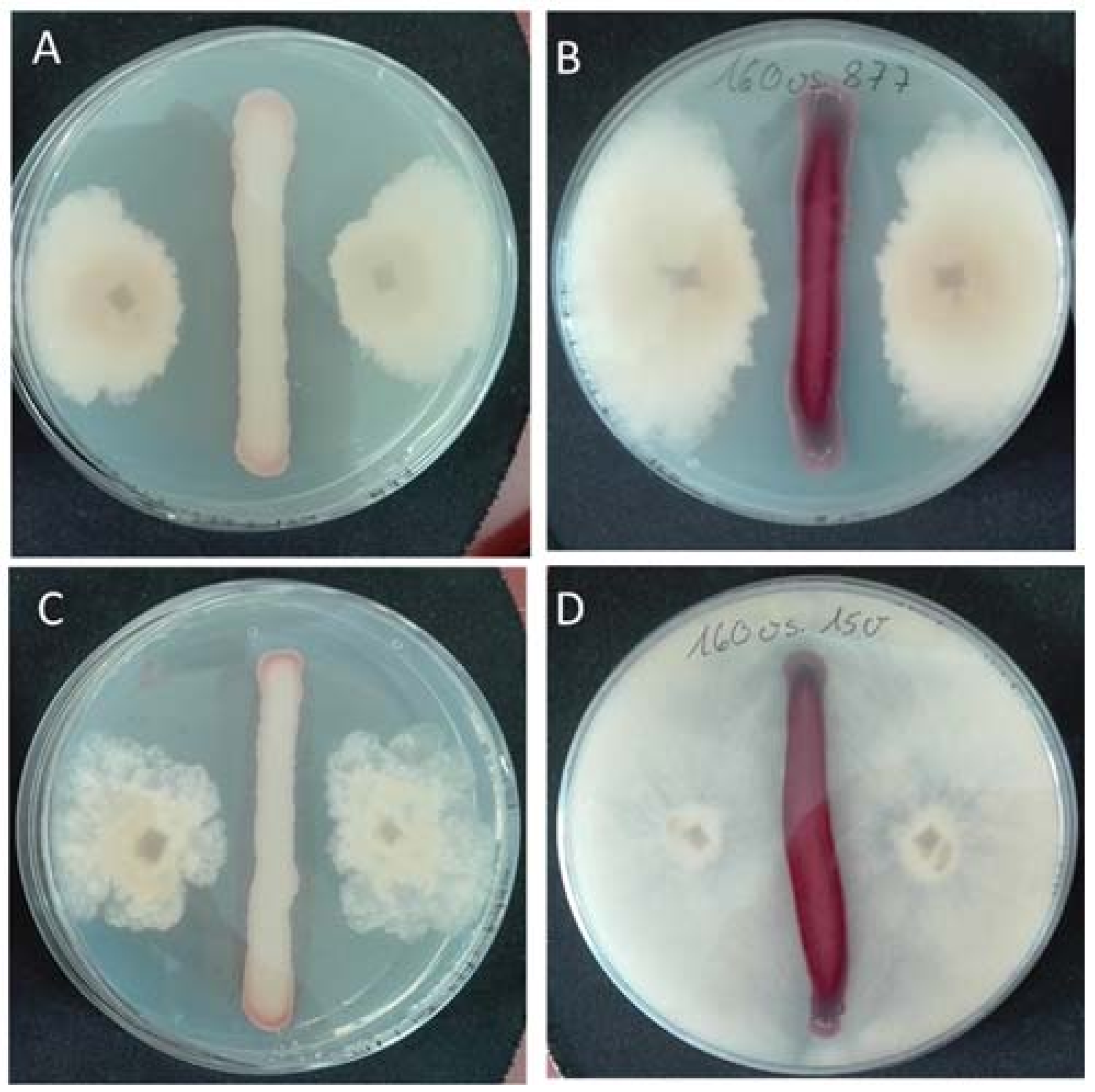 Fermentation 04 00031 g002