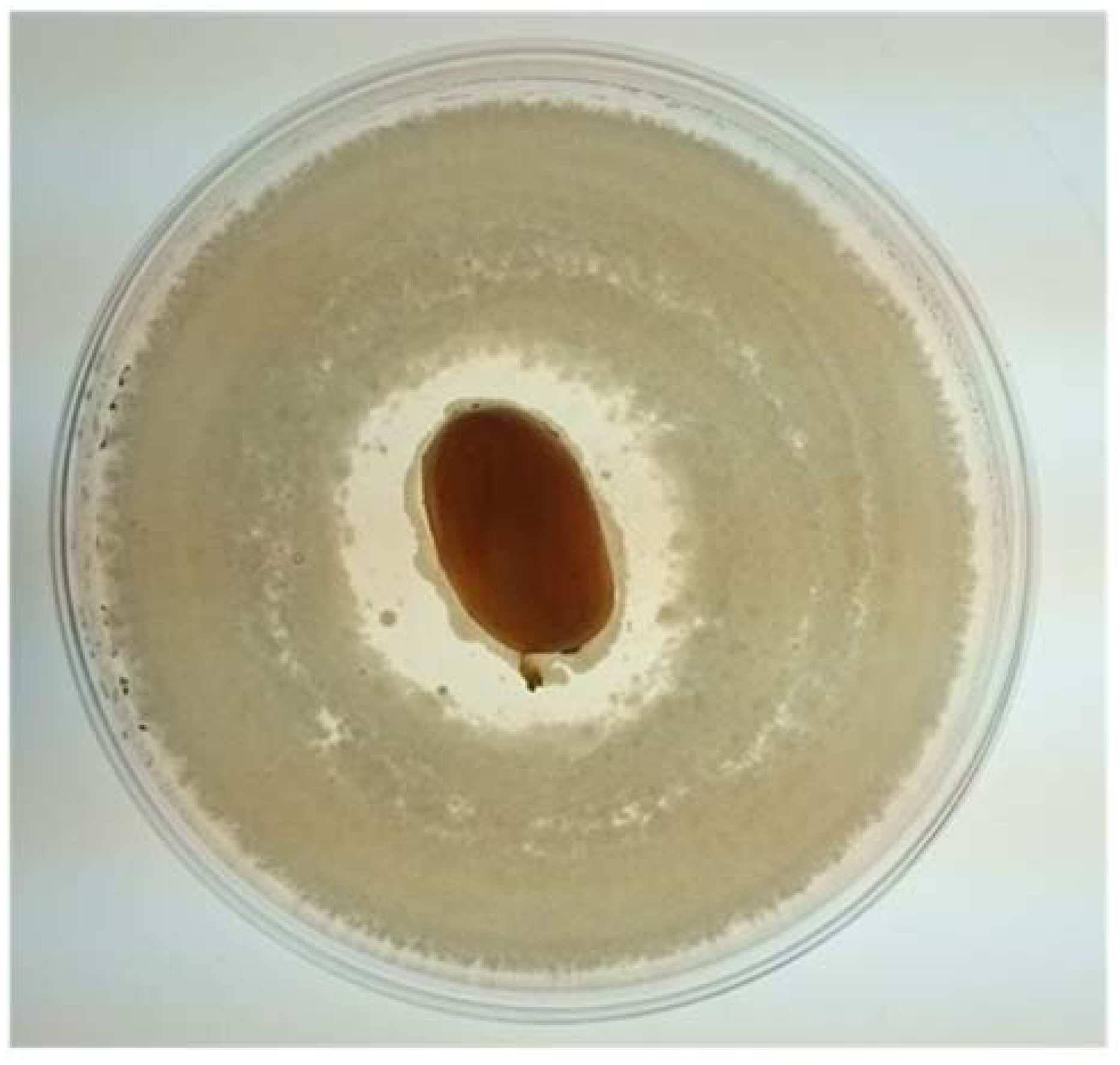 Fermentation 04 00031 g003