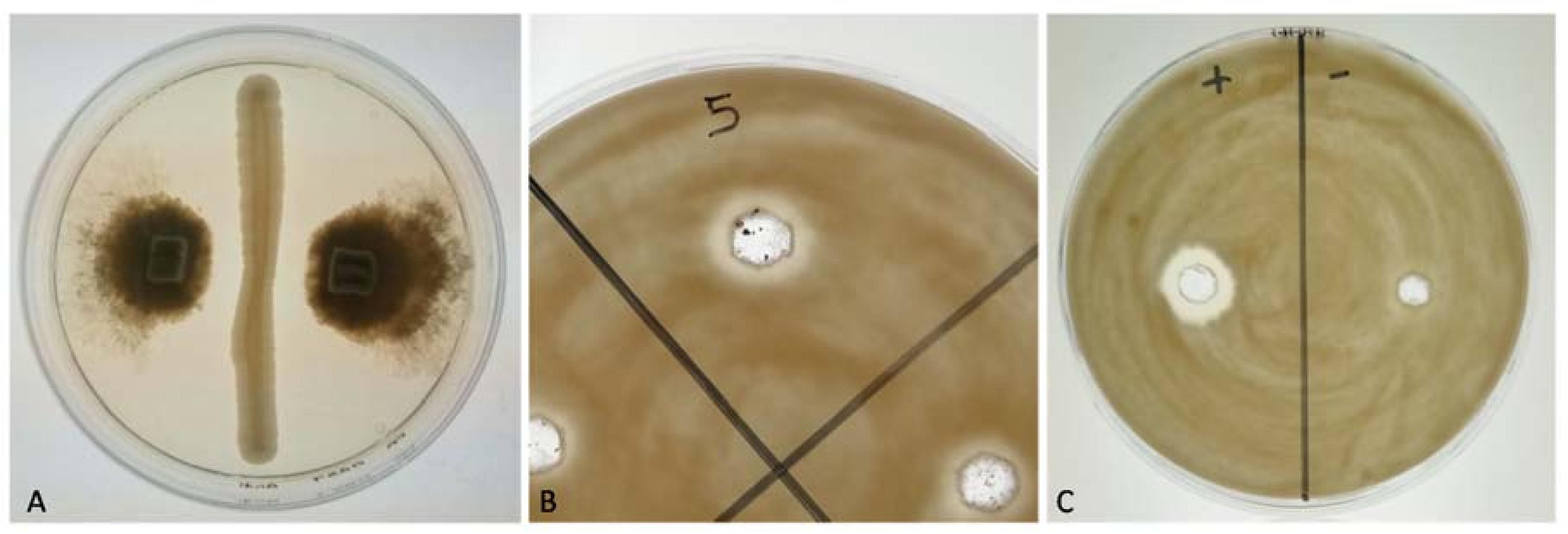 Fermentation 04 00031 g005