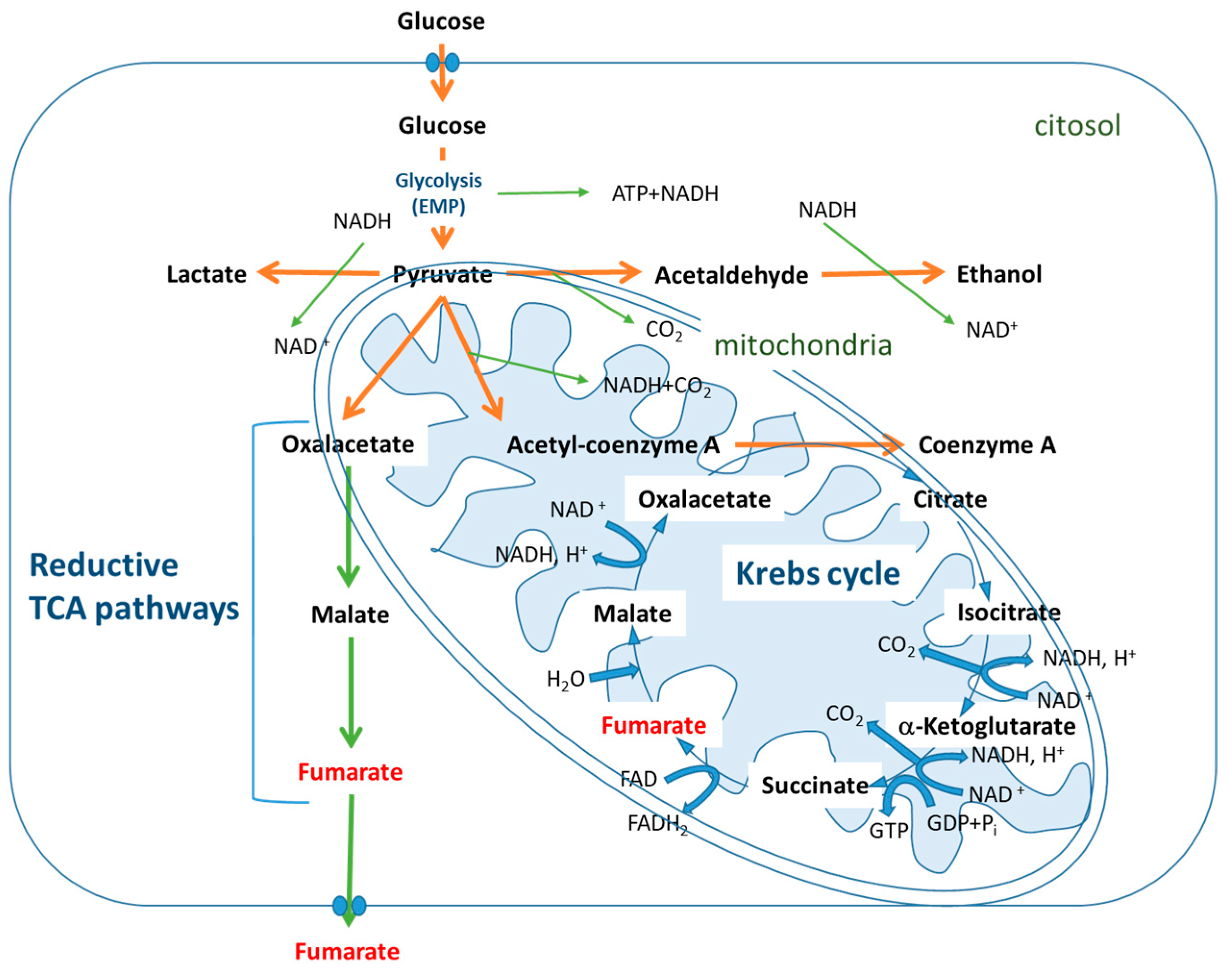 Fermentation 04 00033 g003