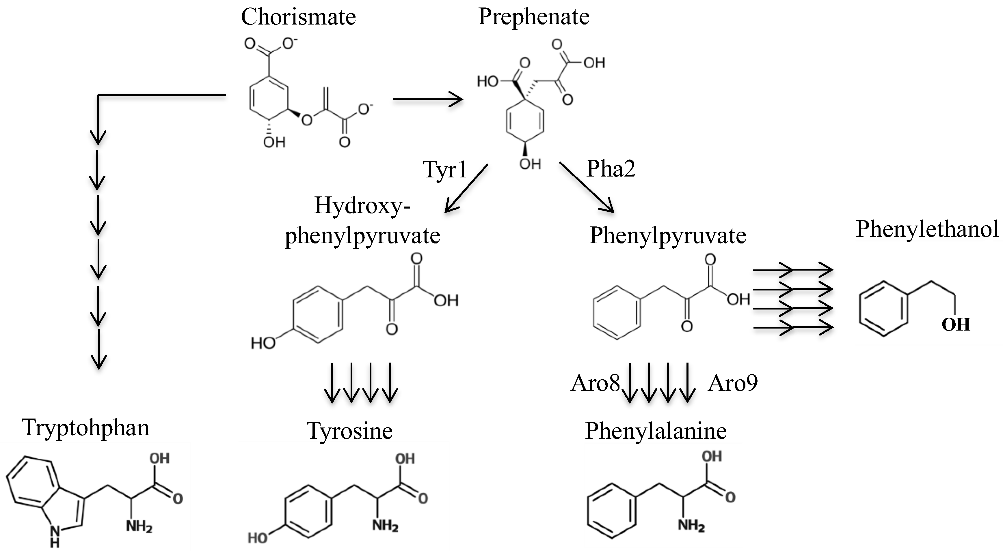 Fermentation 04 00041 g001