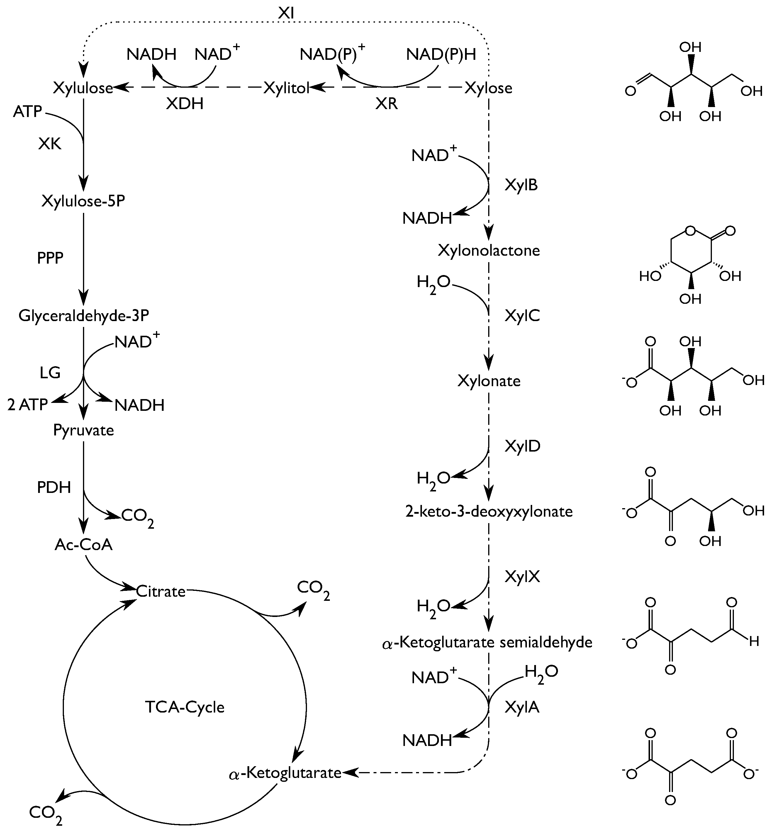Fermentation 04 00044 g001