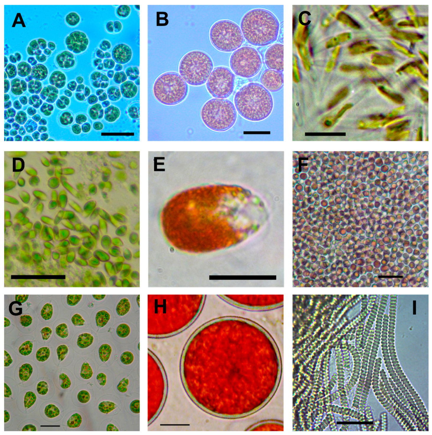 Fermentation 04 00046 g001