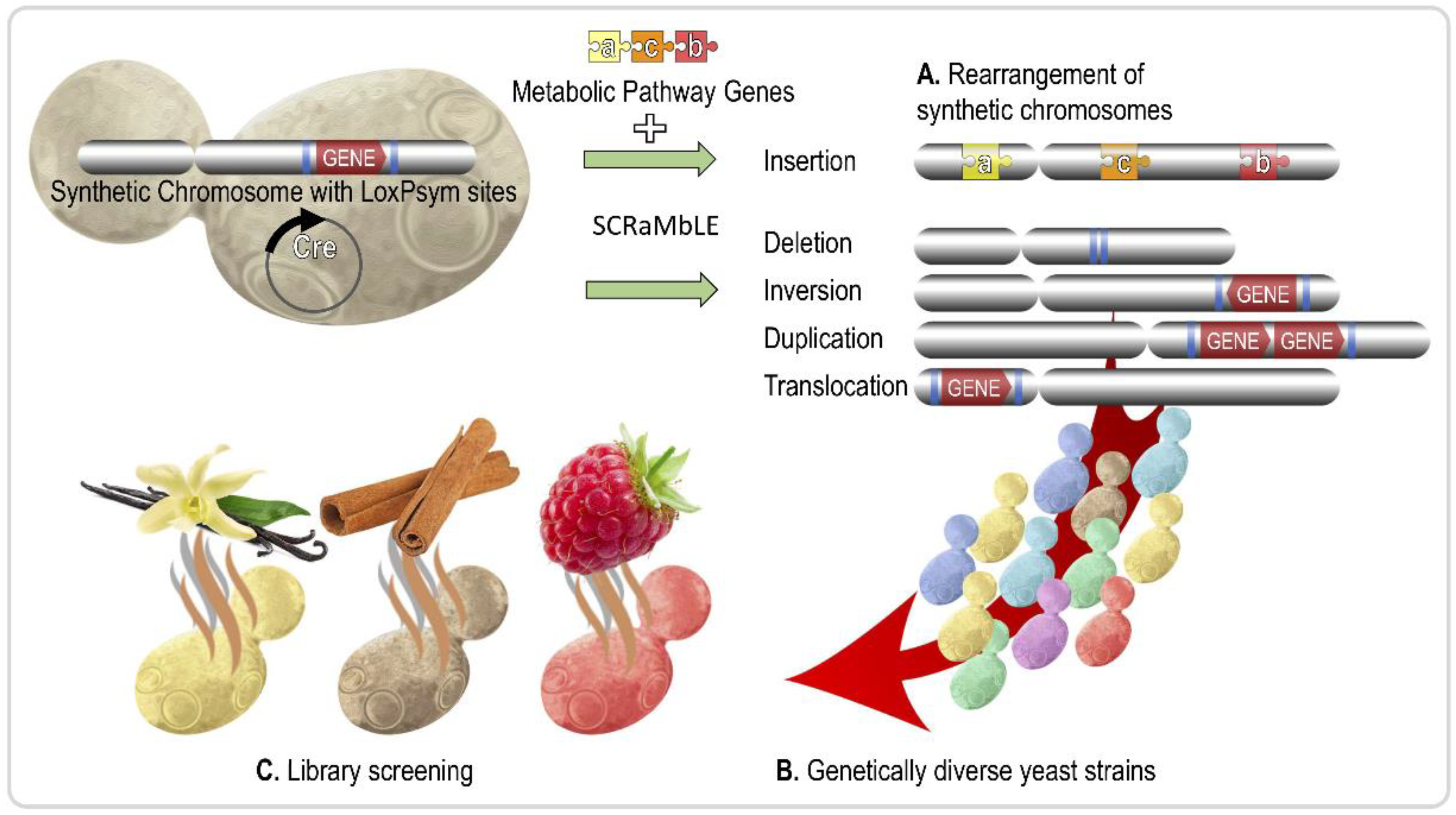 Fermentation 04 00054 g001